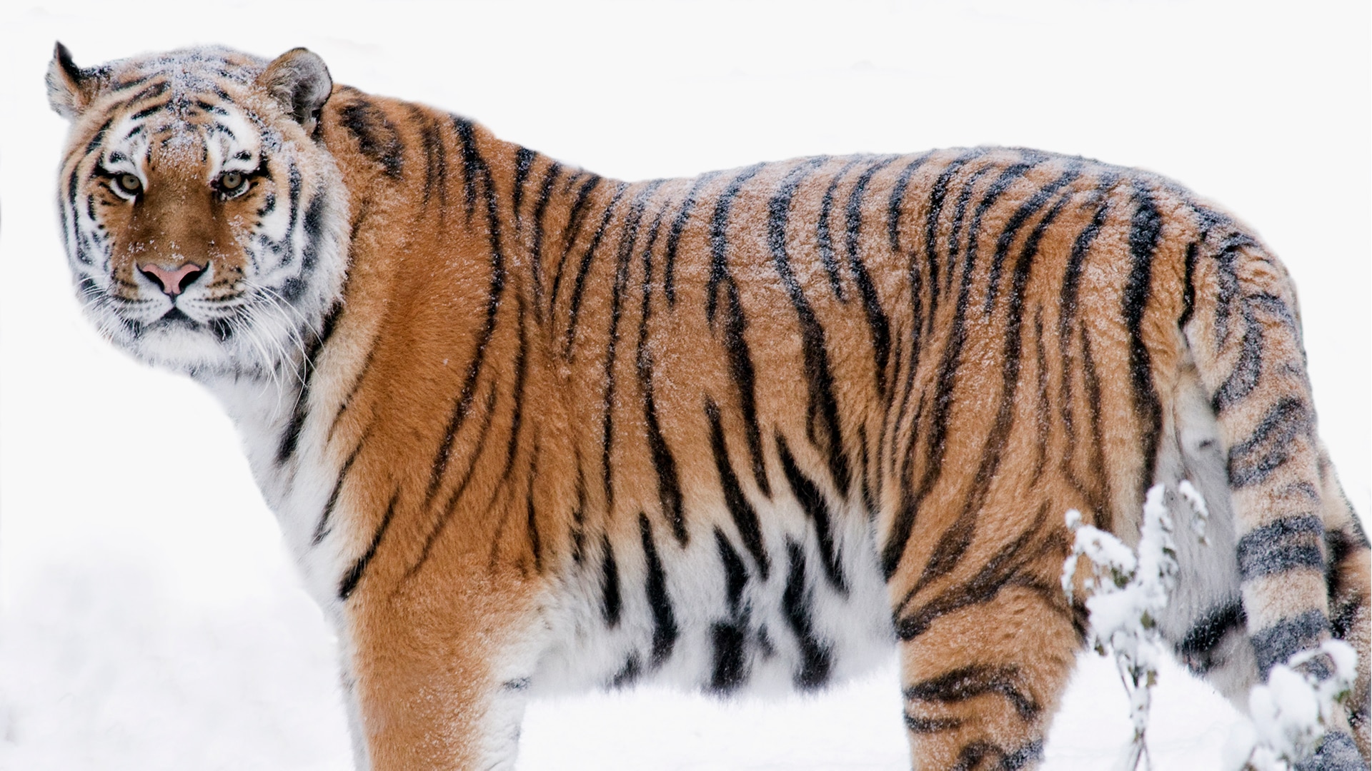 Amur tiger walks in the snow 