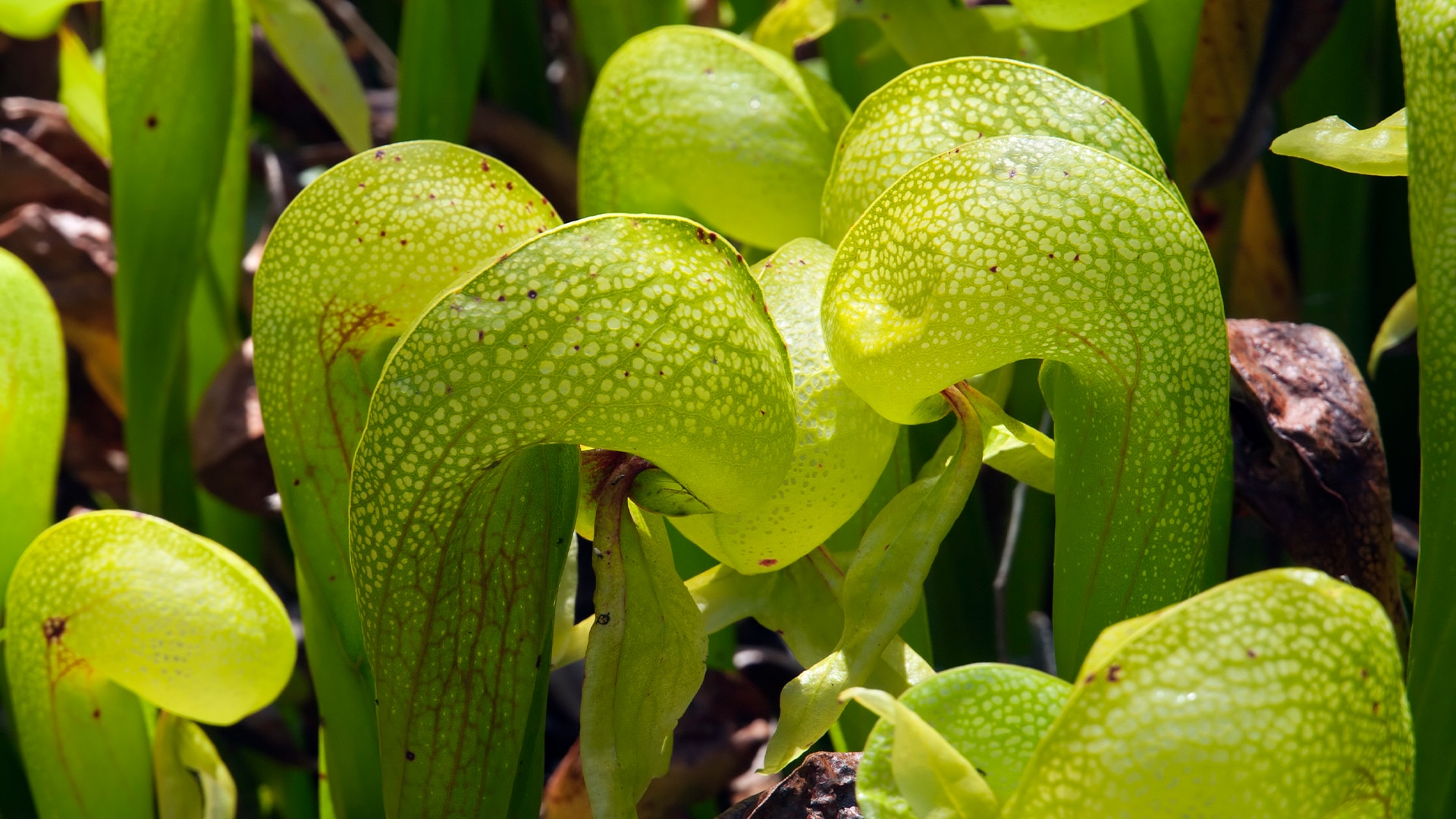 Multiple green cobra lilies with large curved petals