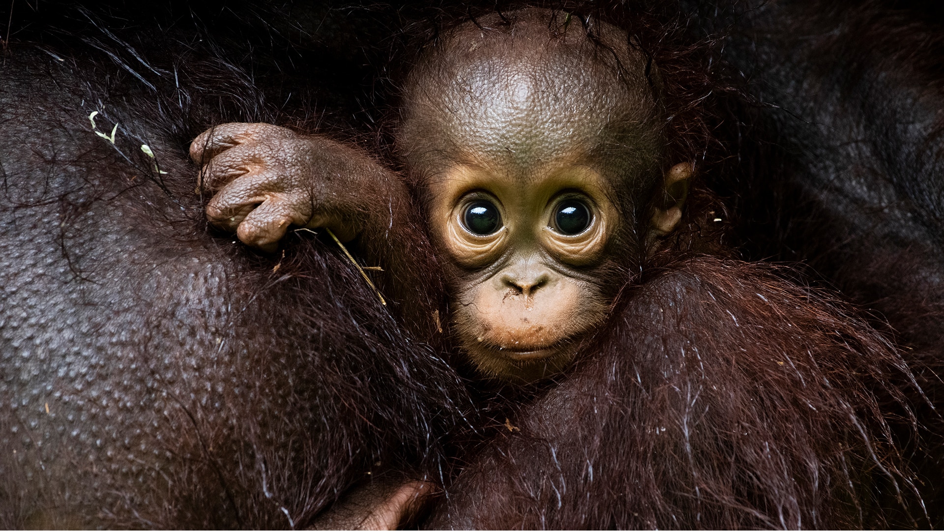 Baby orangutan, Gomantong, Sabah, Borneo 