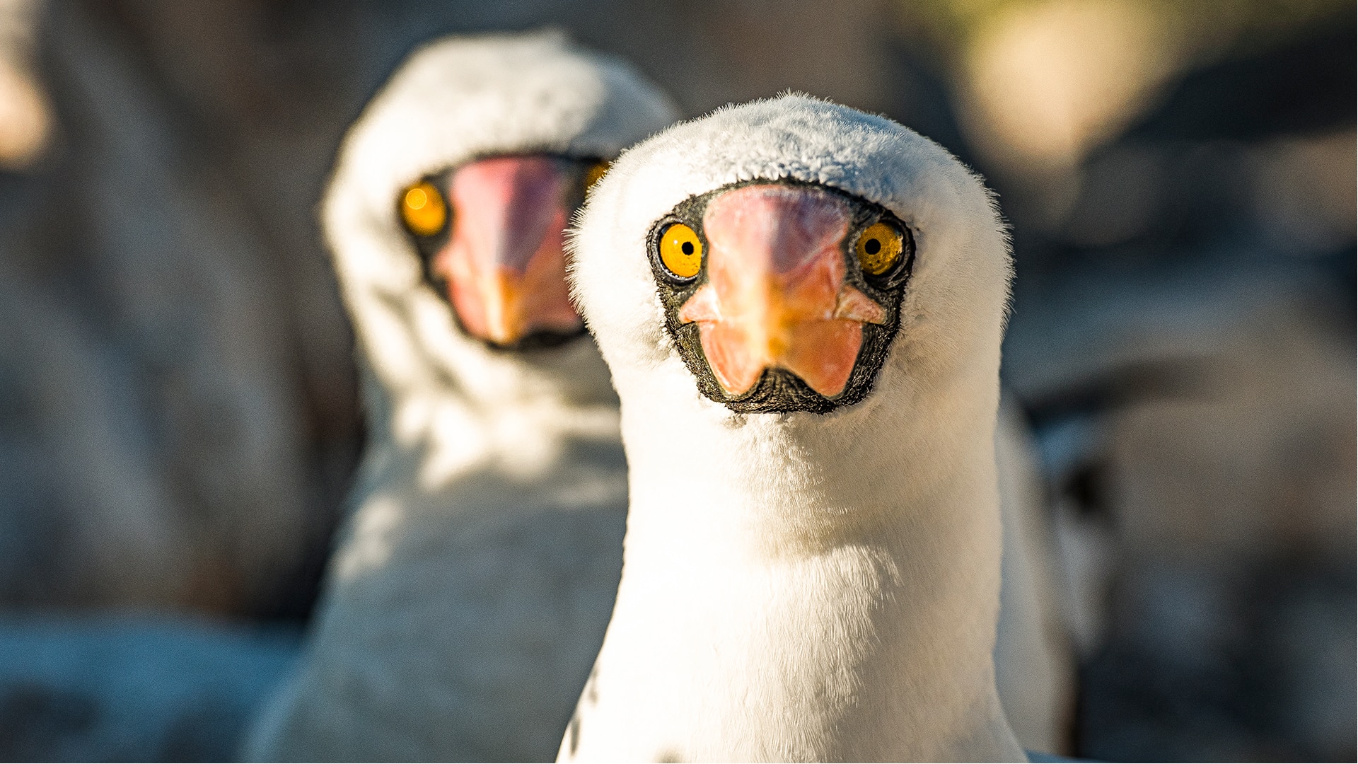 Nazca booby pair with orange beaks and yellow beady eyes look towards the camera