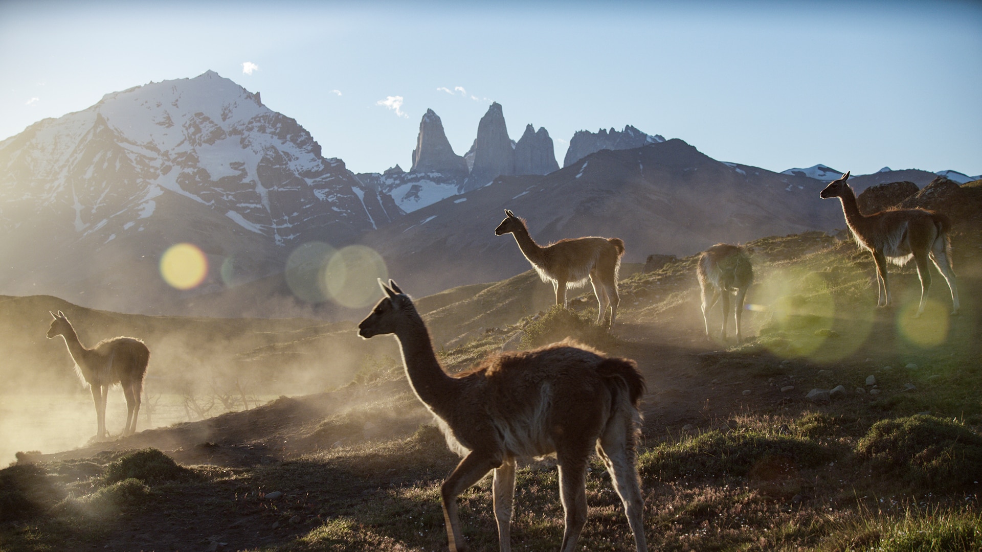 Guanacos scan the horizon in the Patagonian Steppe 