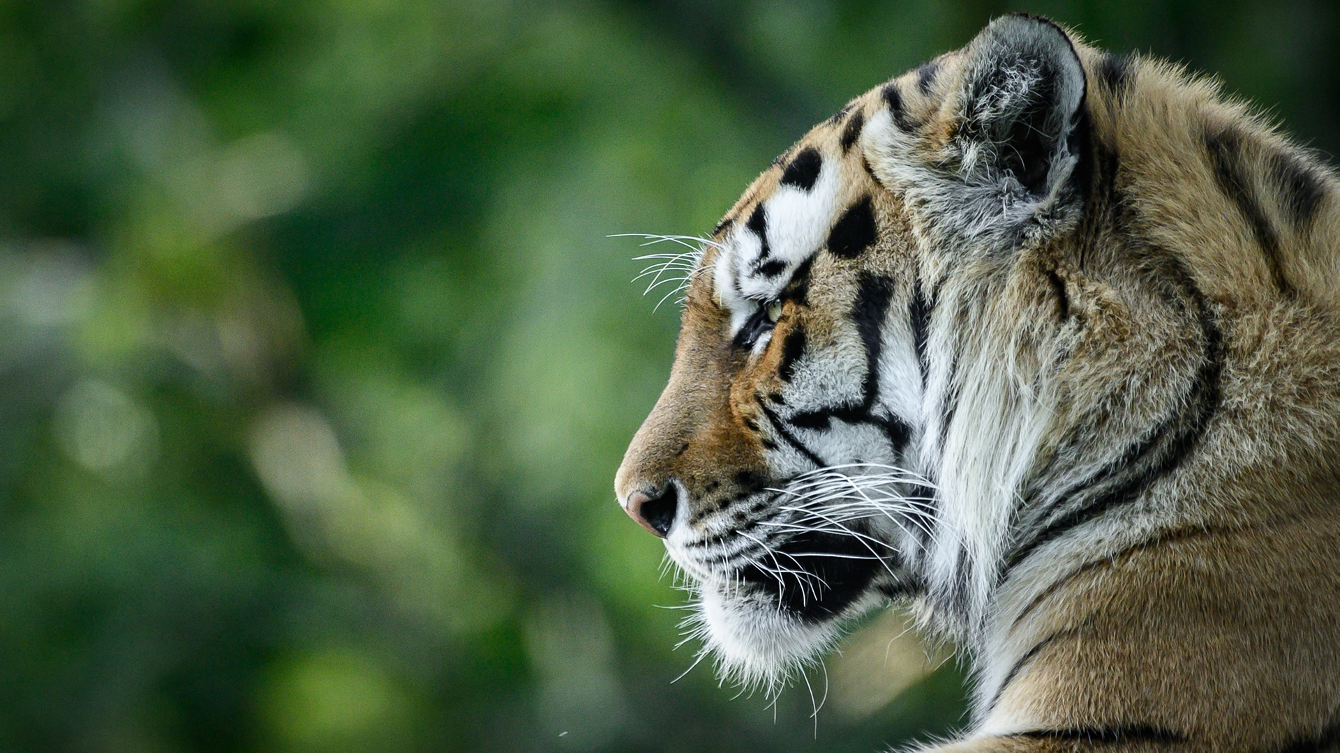 Saving the amur tiger | BBC Earth