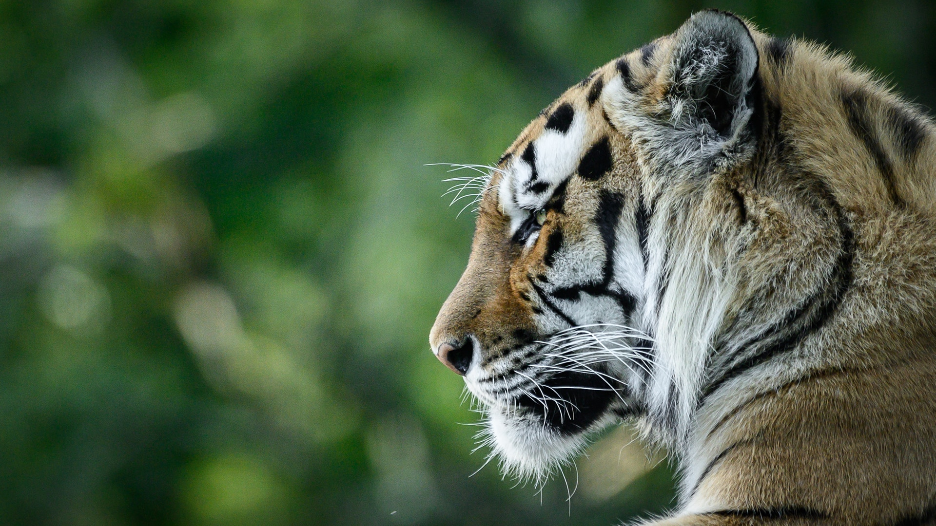 Close up portrait of Amur (Siberian) tiger in forest, looking at