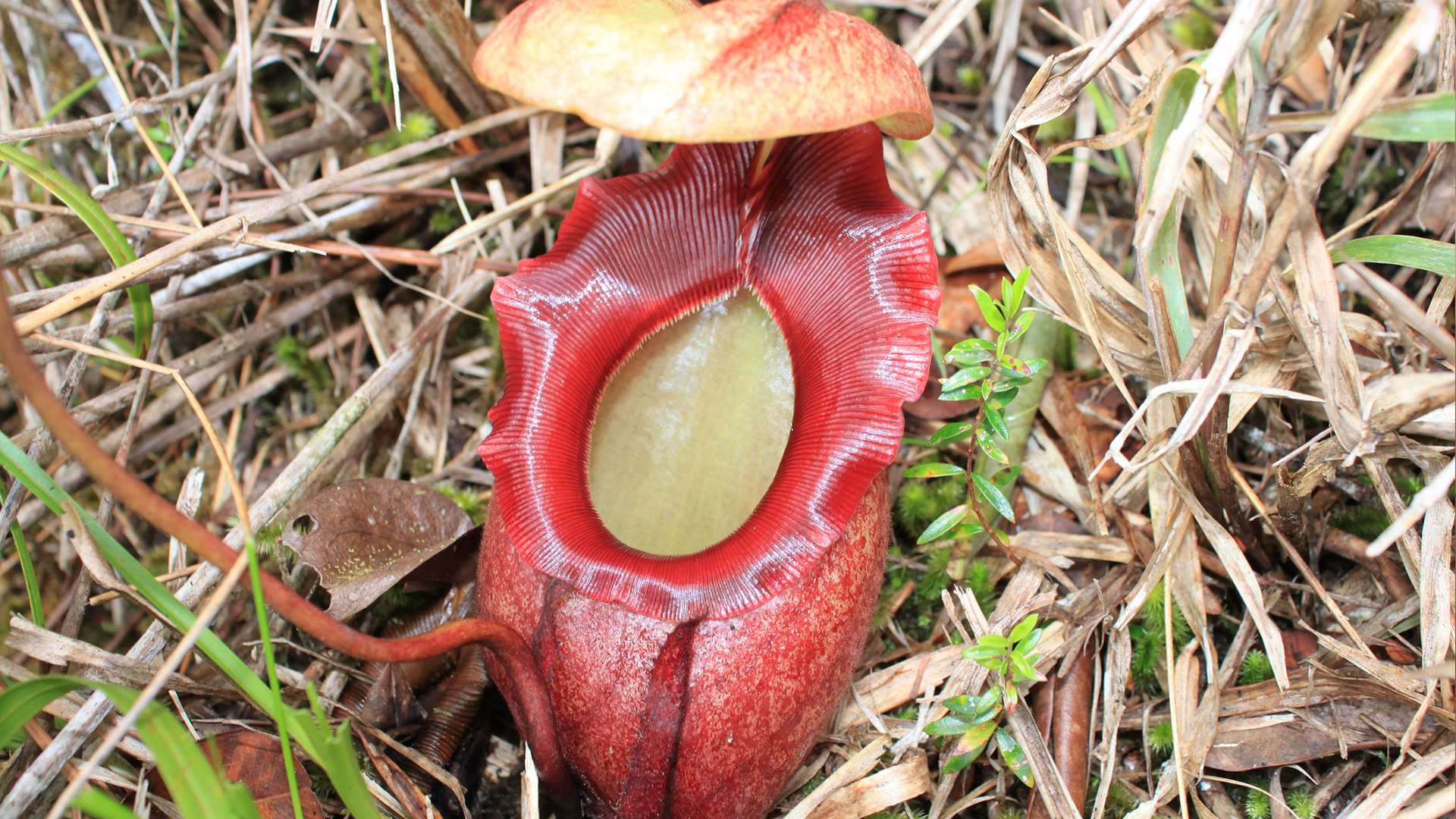 Large red pitcher shaped plant amongst long grass