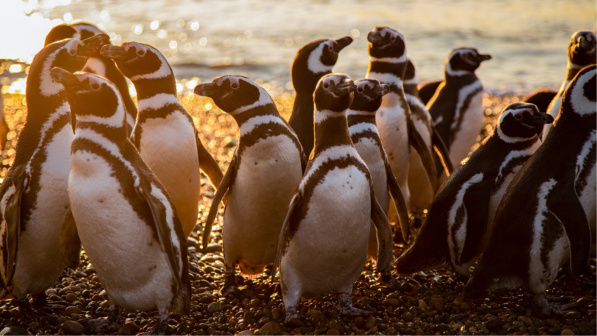 Magellanic Penguins huddle at the shoreline in Monte Leon Argentina 