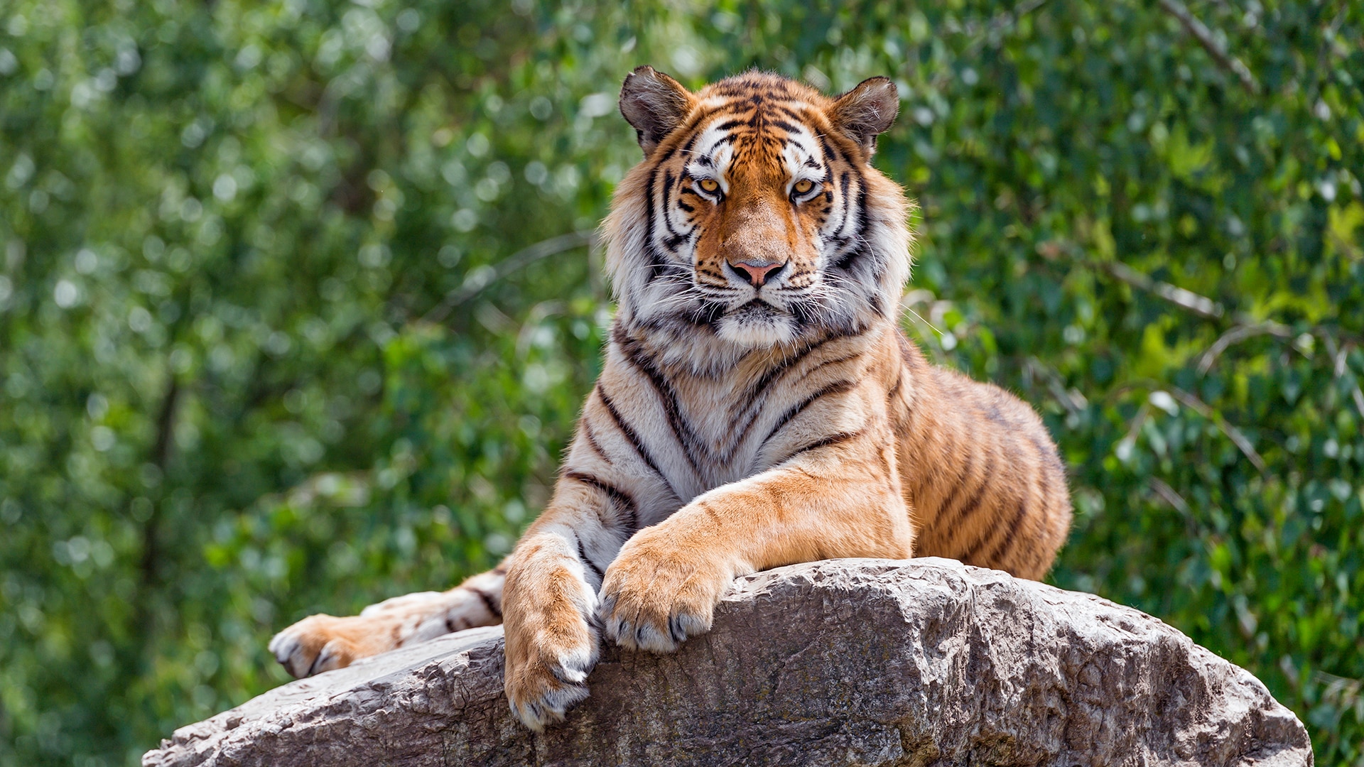 Amur tiger sits atop a rock 