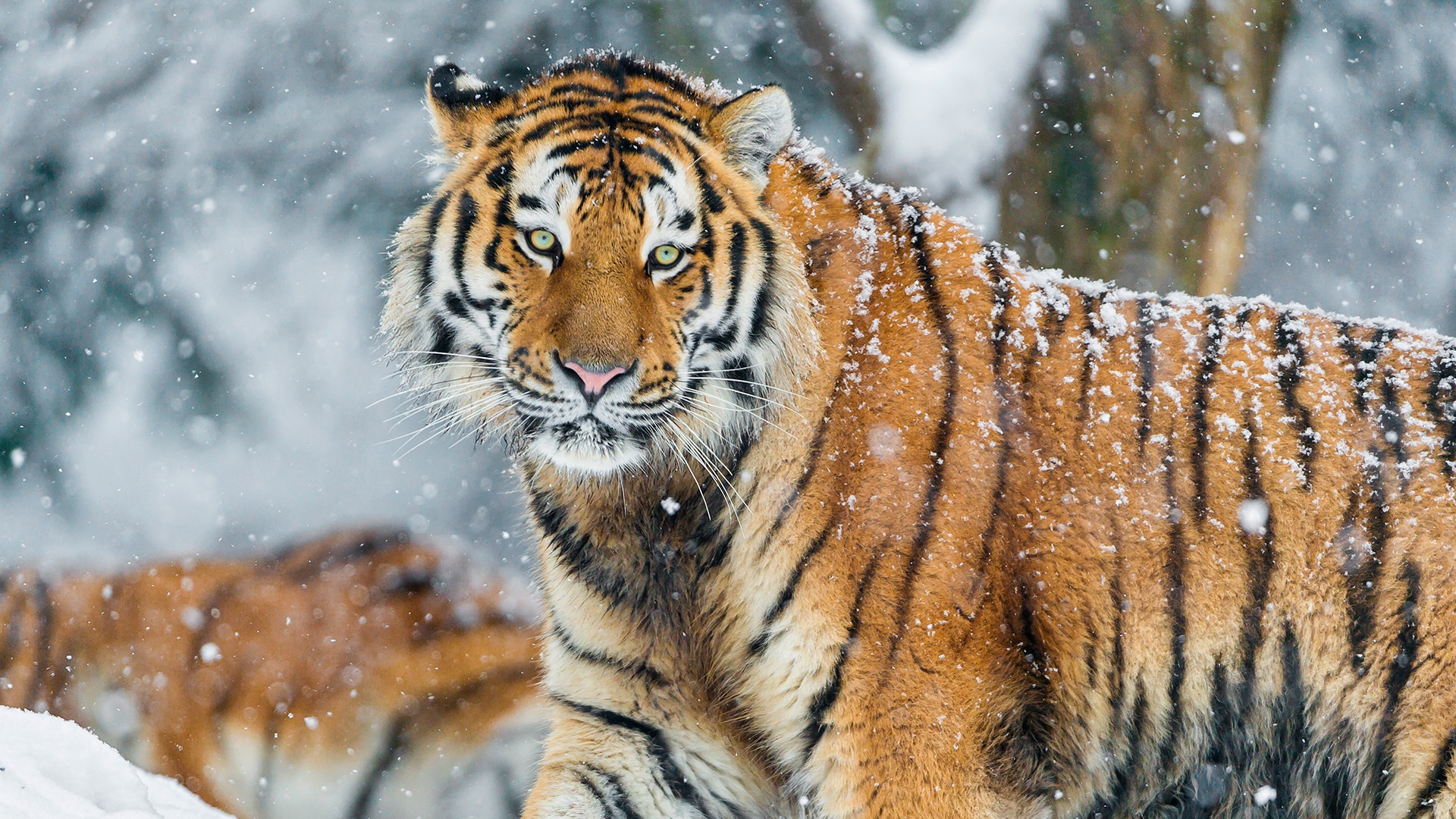 Close up portrait of Amur (Siberian) tiger in forest, looking at