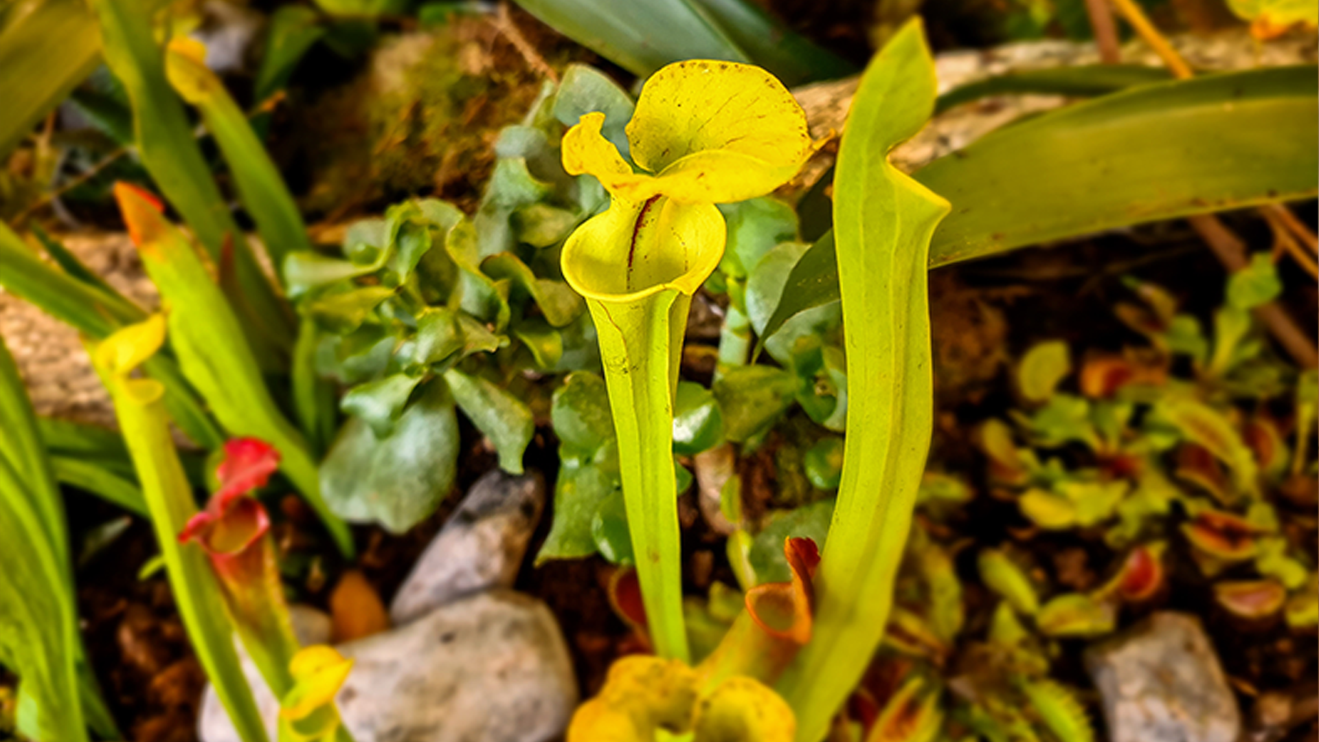 2 long, yellow pitcher shaped plants amongst other plants