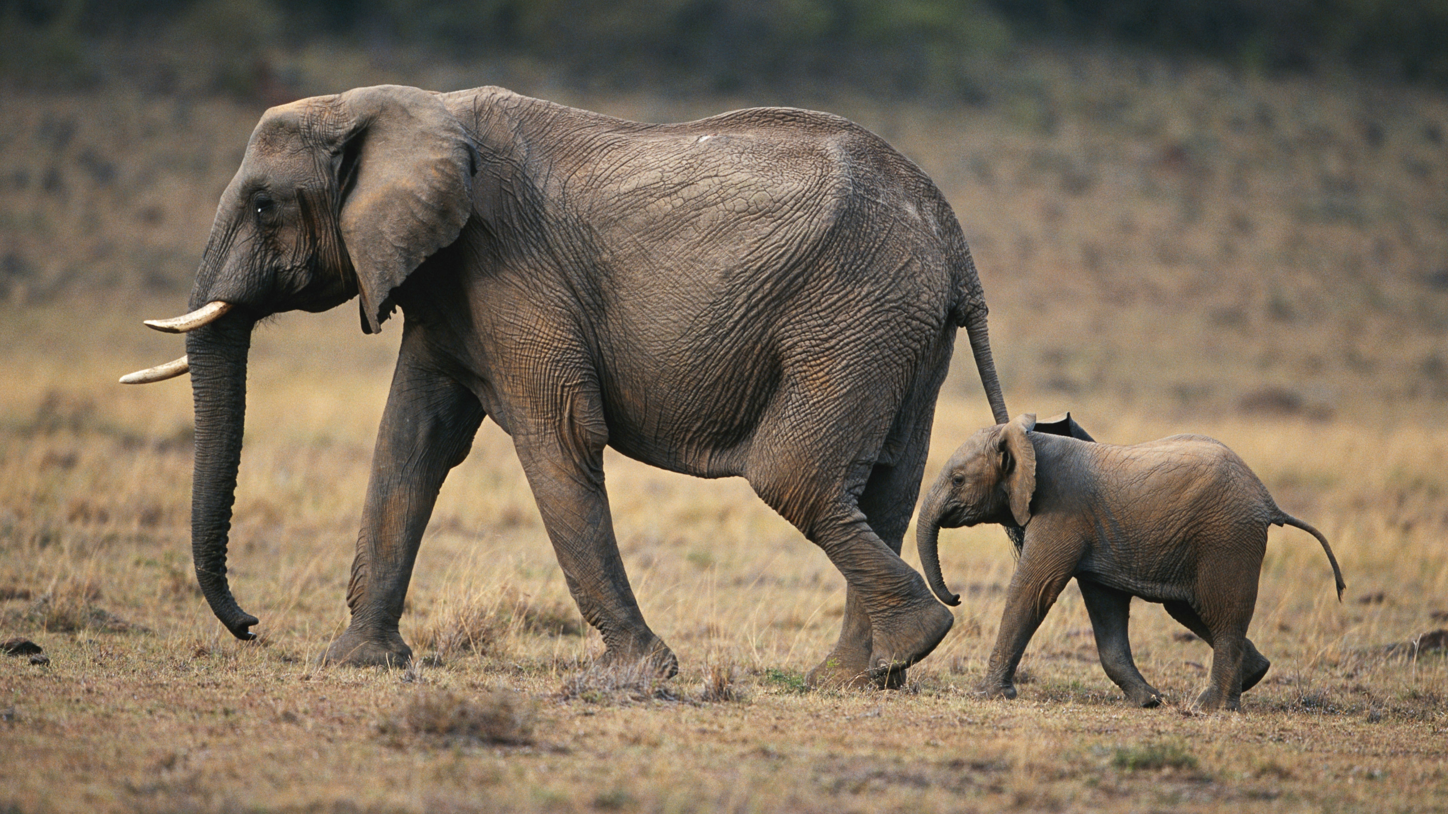 African elephant (Loxodonta africana) and calf walking, Masai Mara N.R, Kenya 