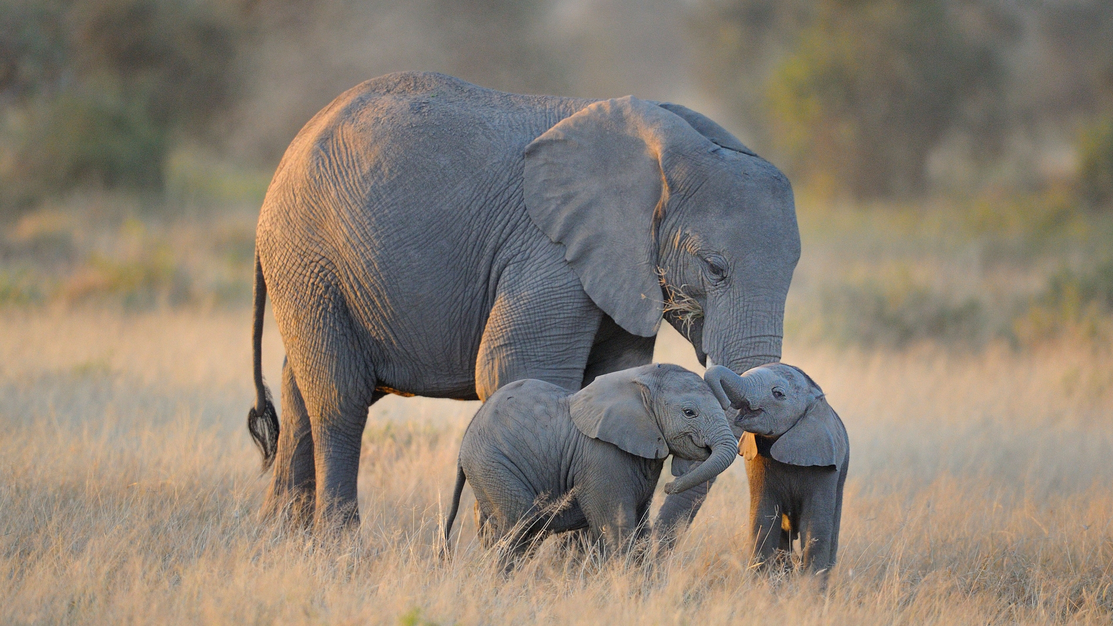 Elephant gestation period longer than any living species | BBC Earth