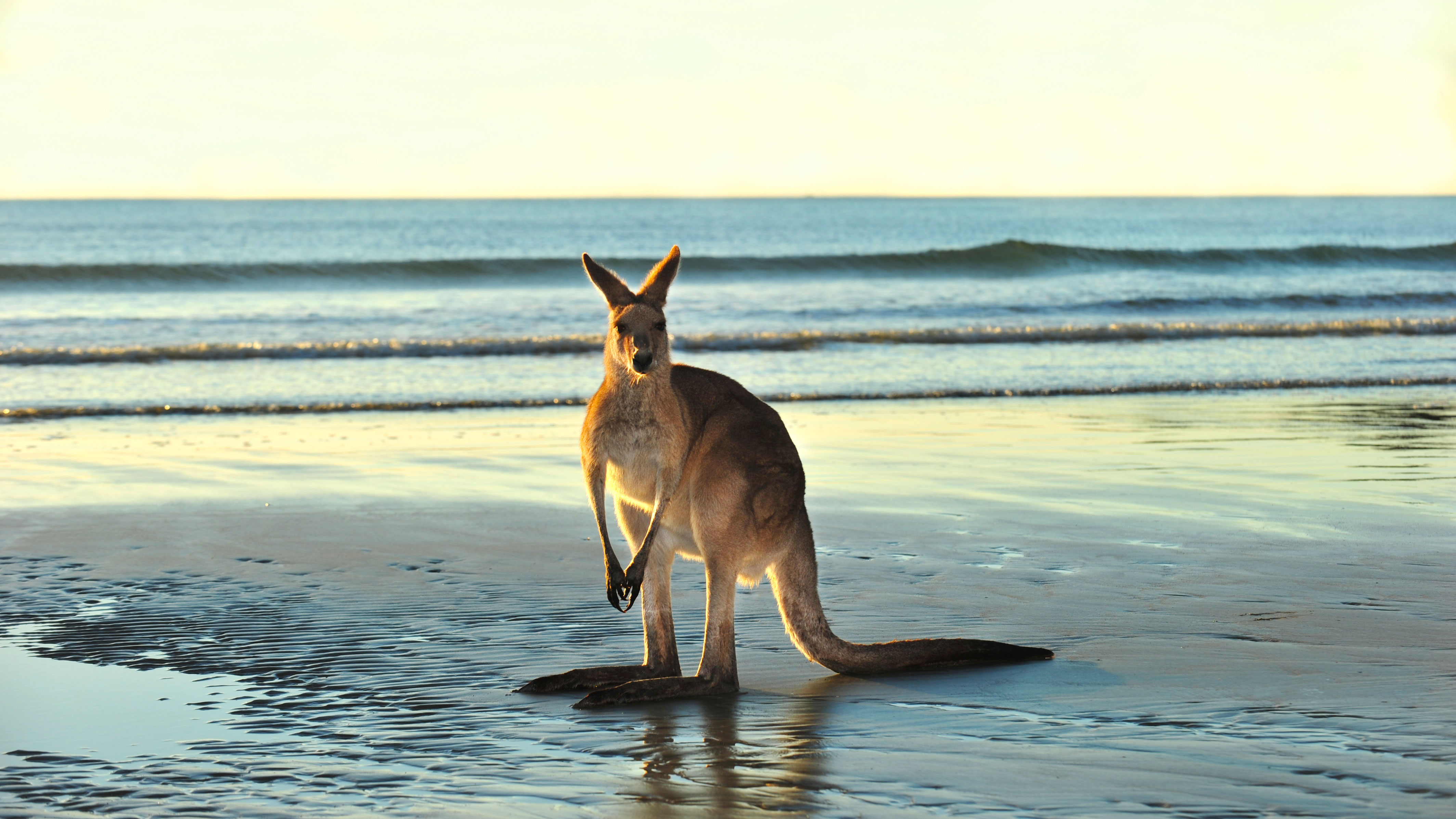 Kangaroo on beach 