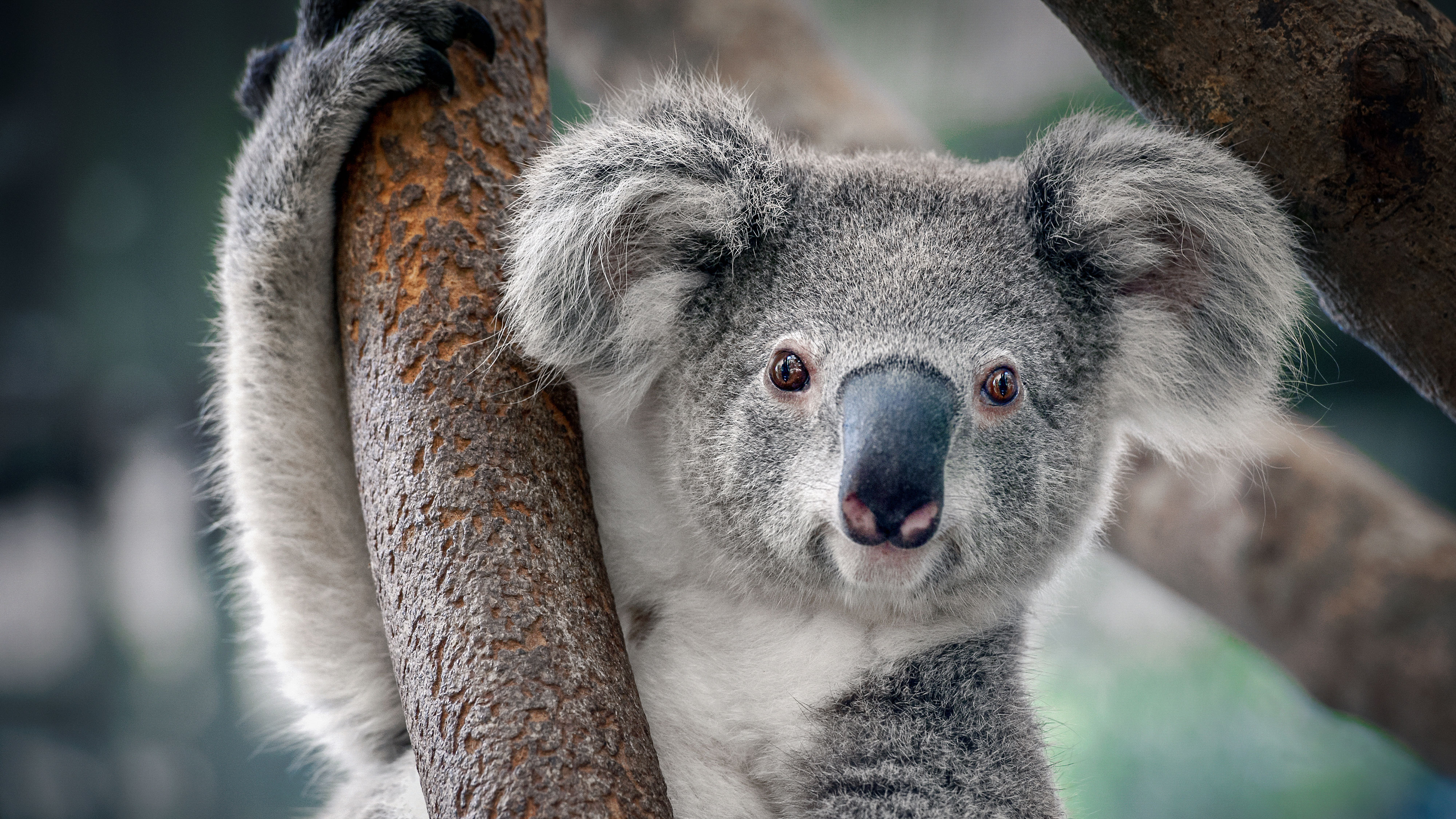Koala faces the camera 