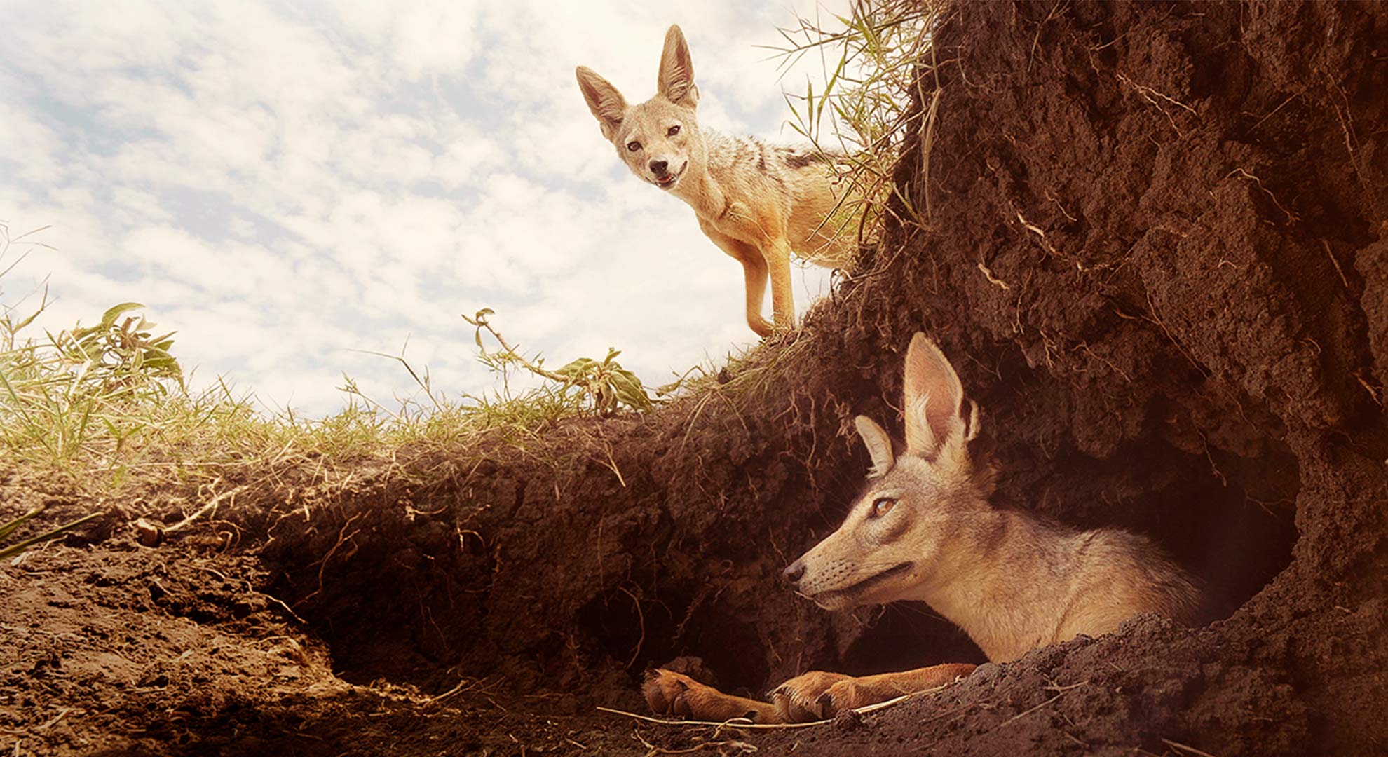 Meet The Amazing Animals of Serengeti