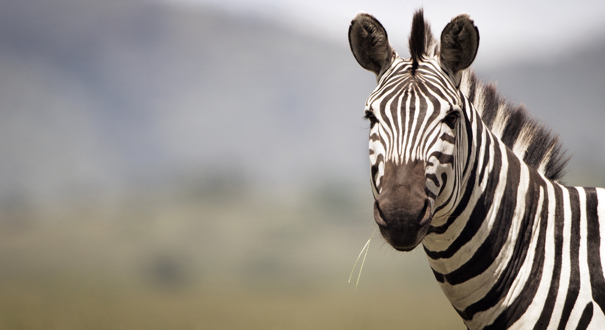 Shani the Zebra Serengeti 2