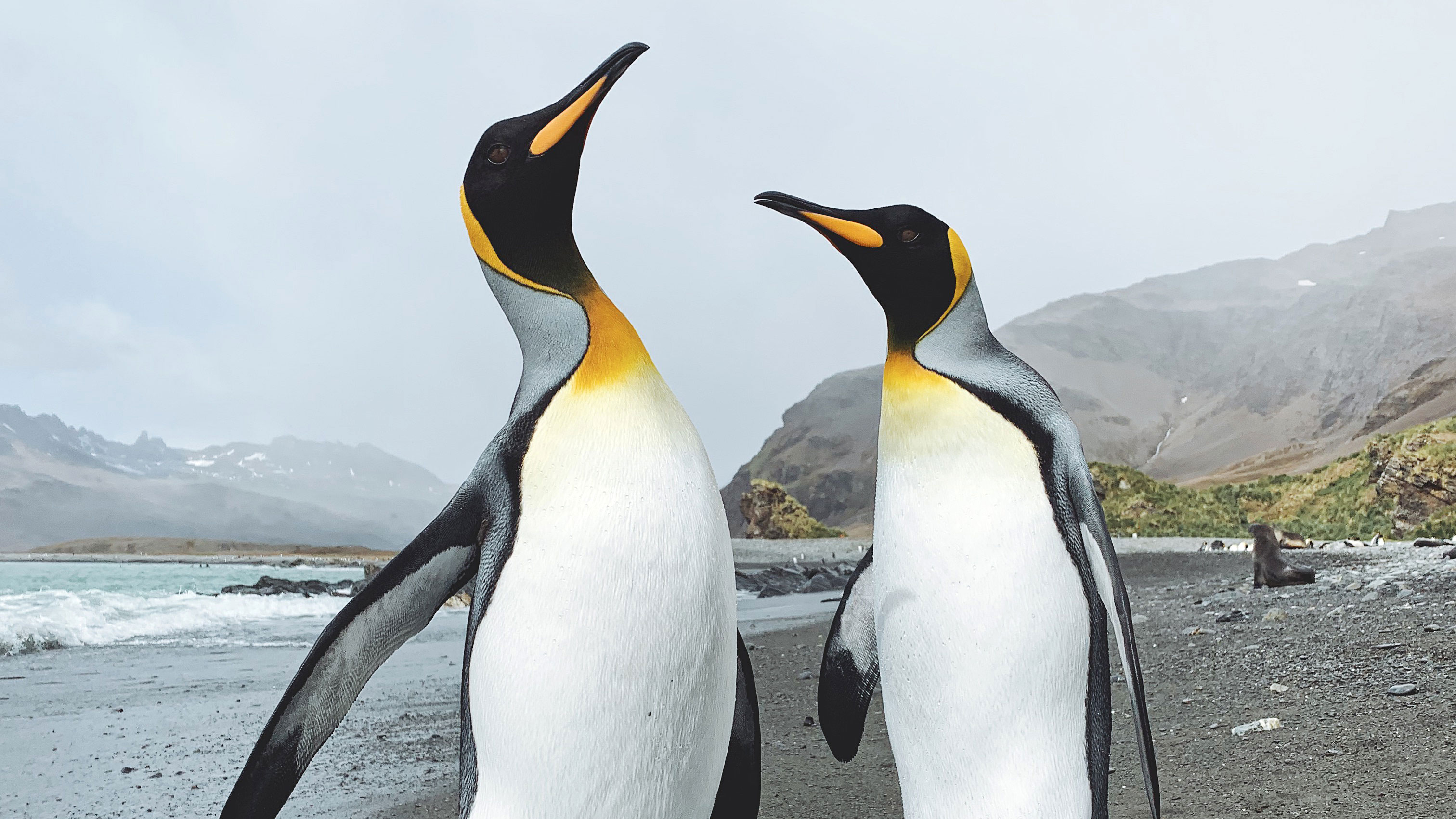 King Penguins Fortuna Bay 