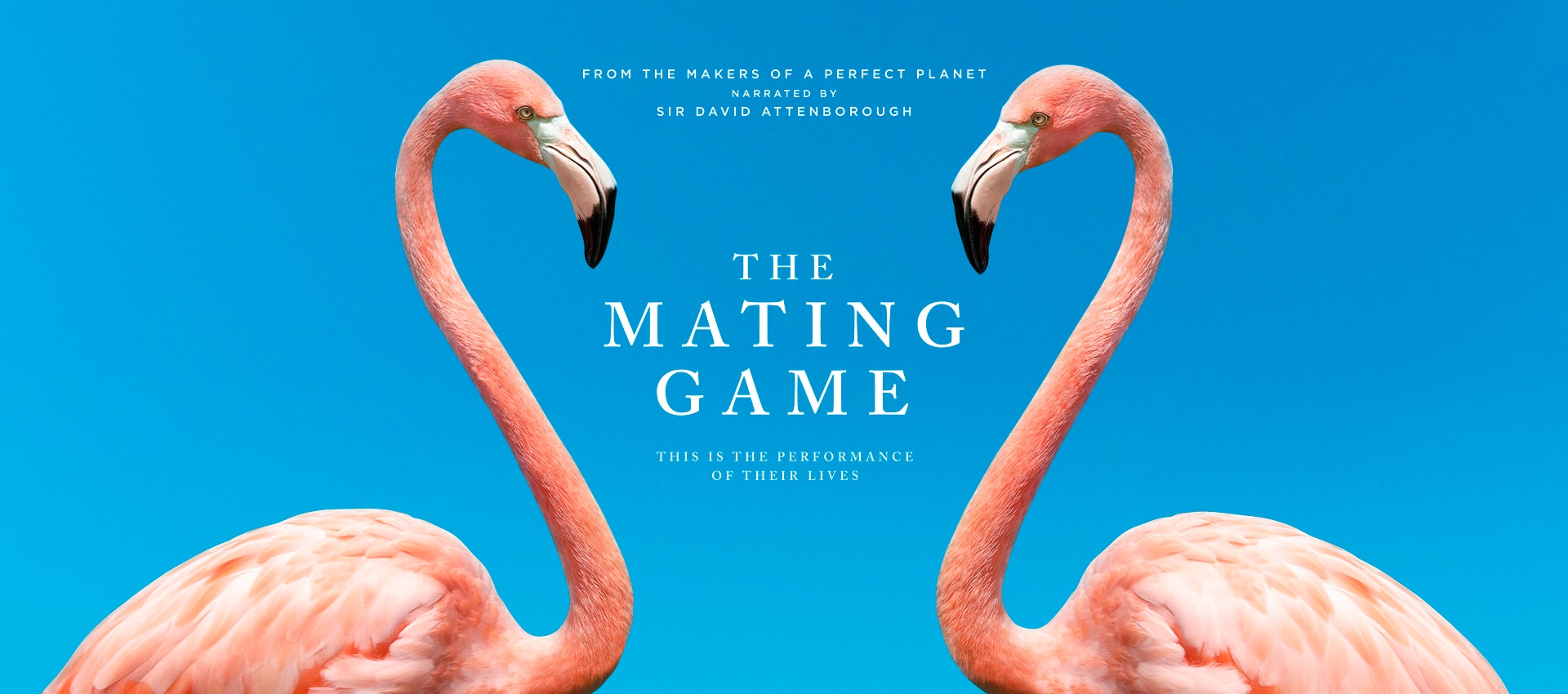 The Mating Game | BBC Earth
