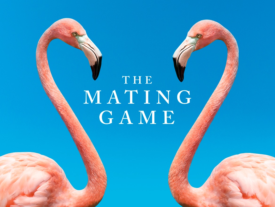 The Mating Game | BBC Earth