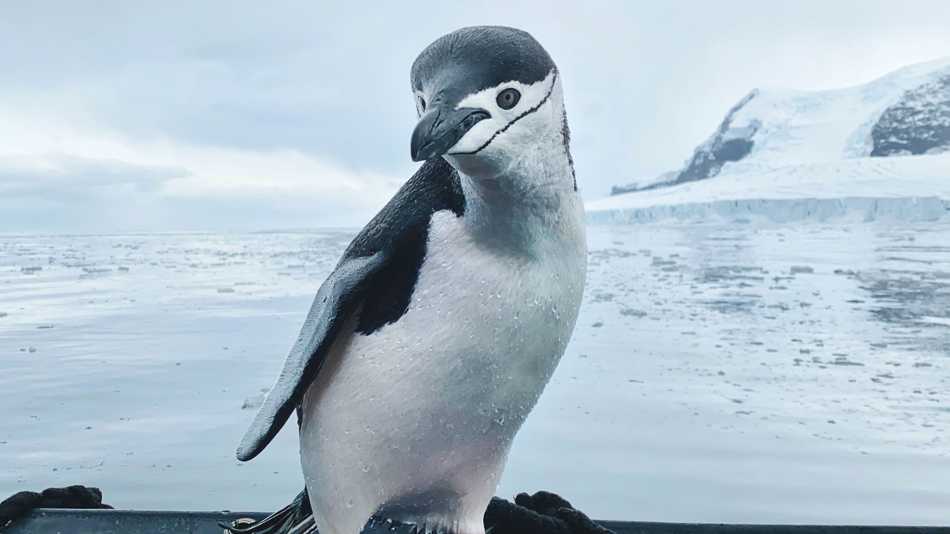 Chinstrap penguin on boat 