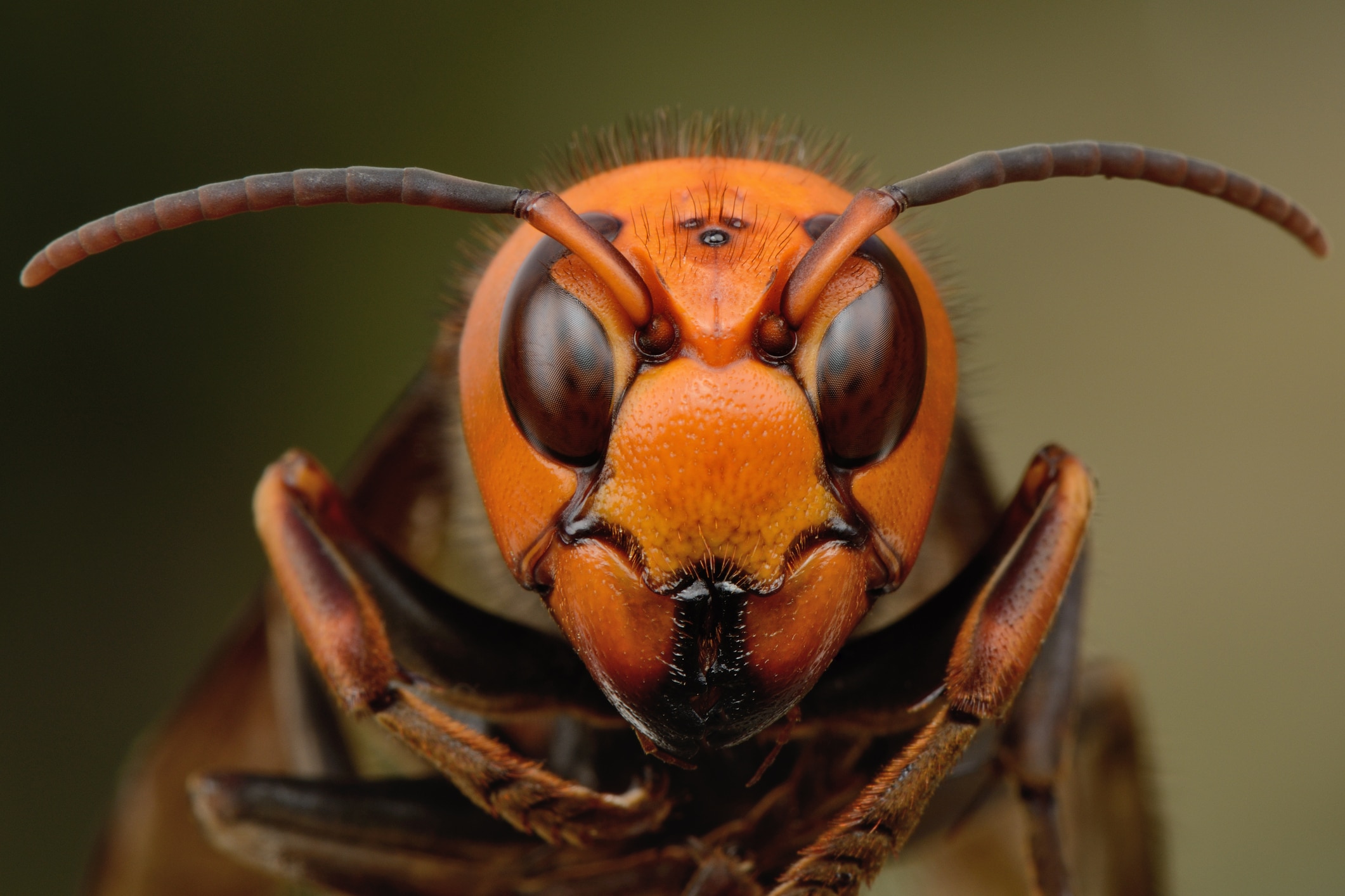 japanese wasp