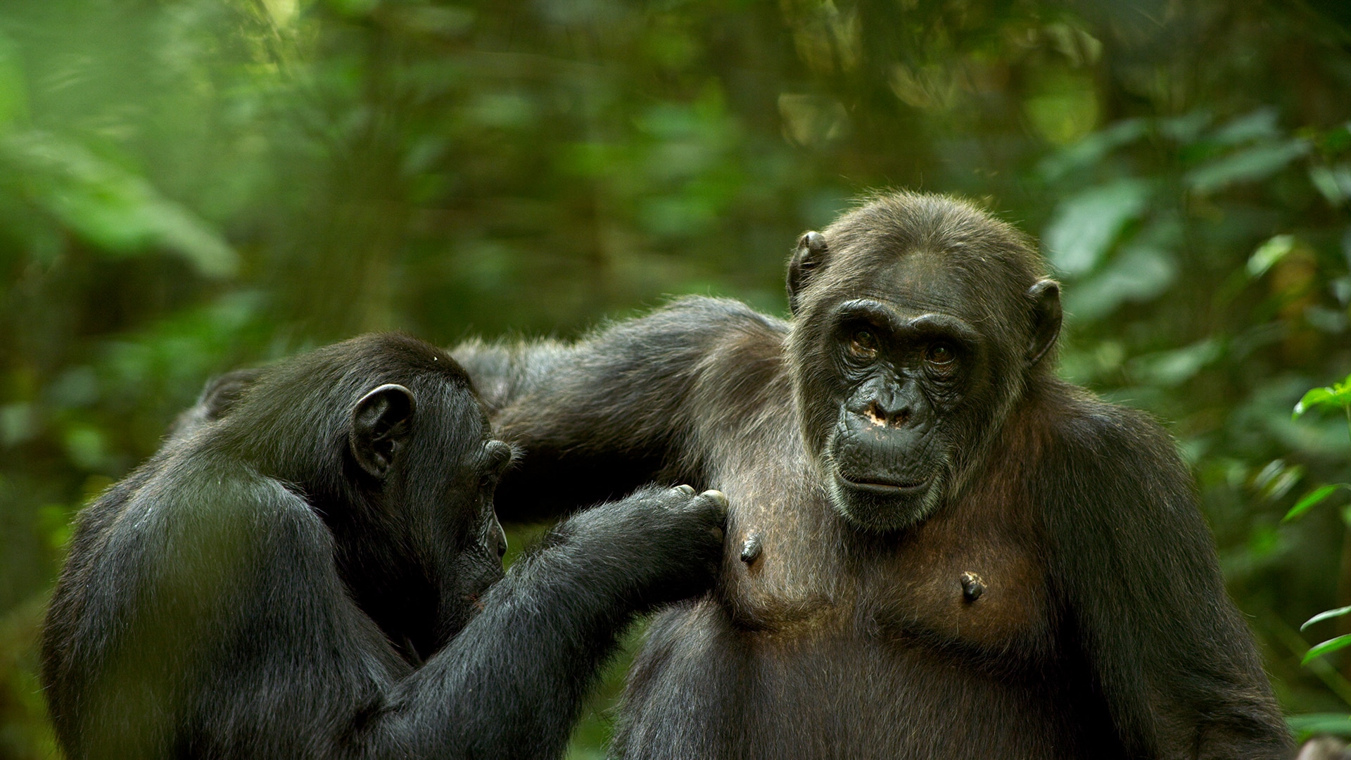 Chimpanzee The Mating Game 