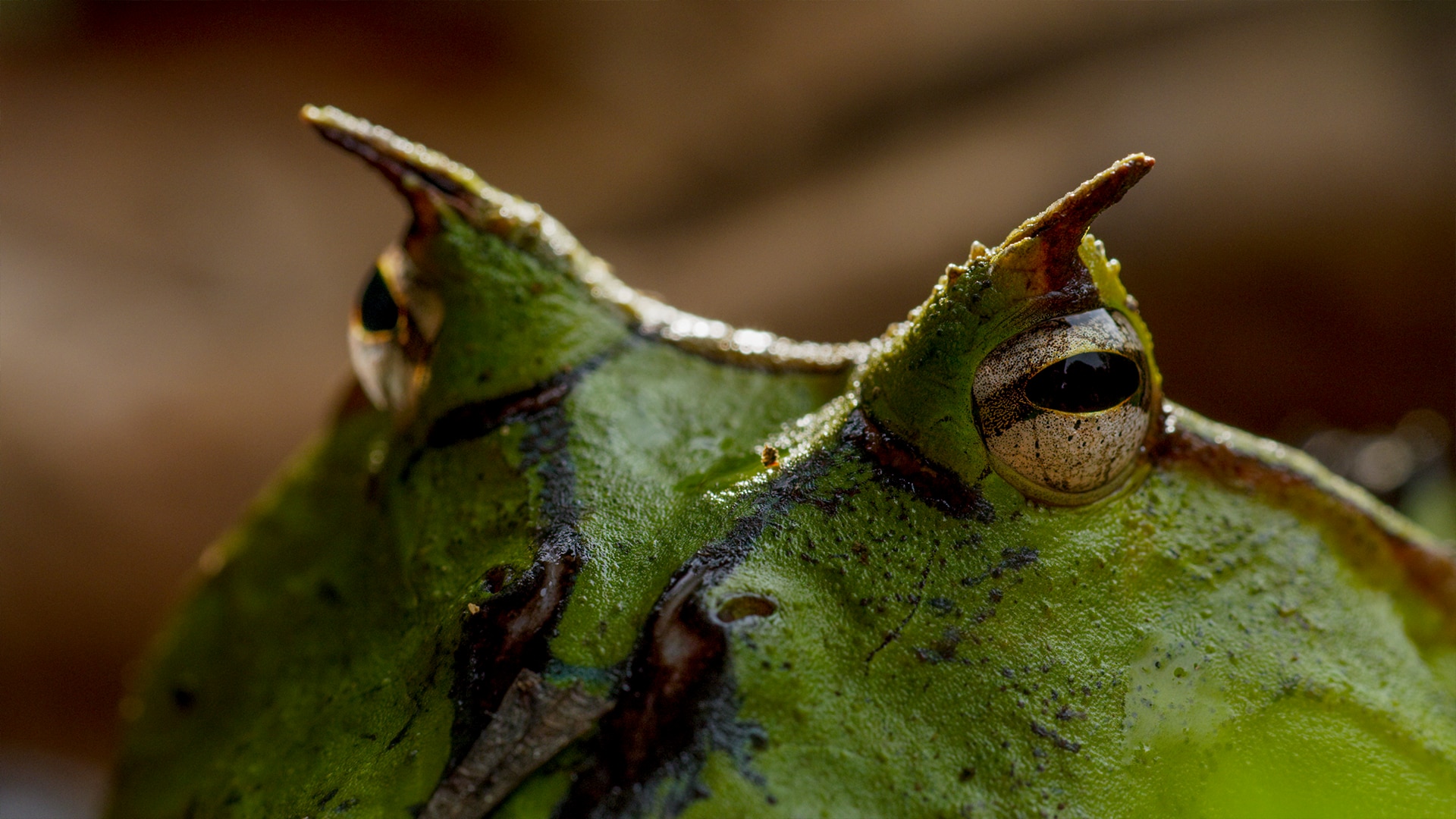 Close up of a frog 