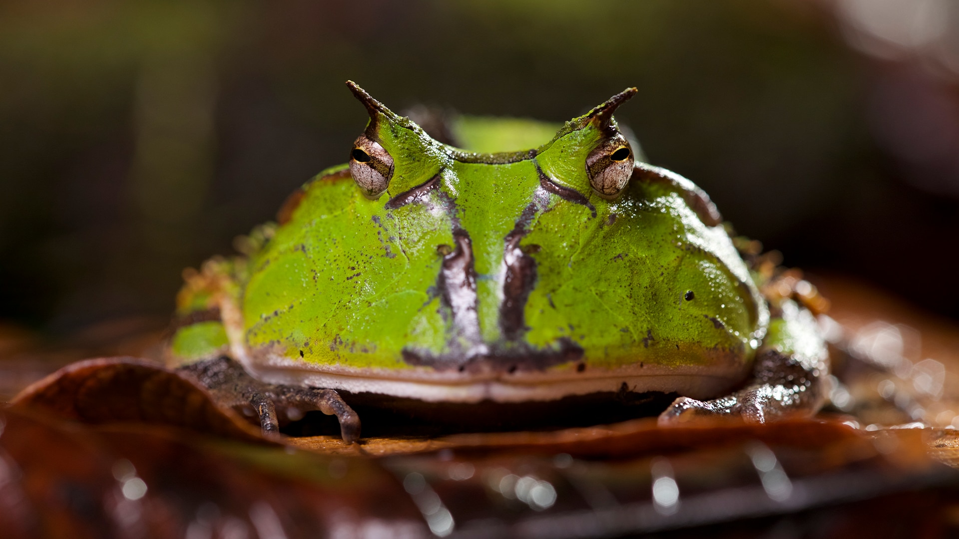 Frog on a leaf 