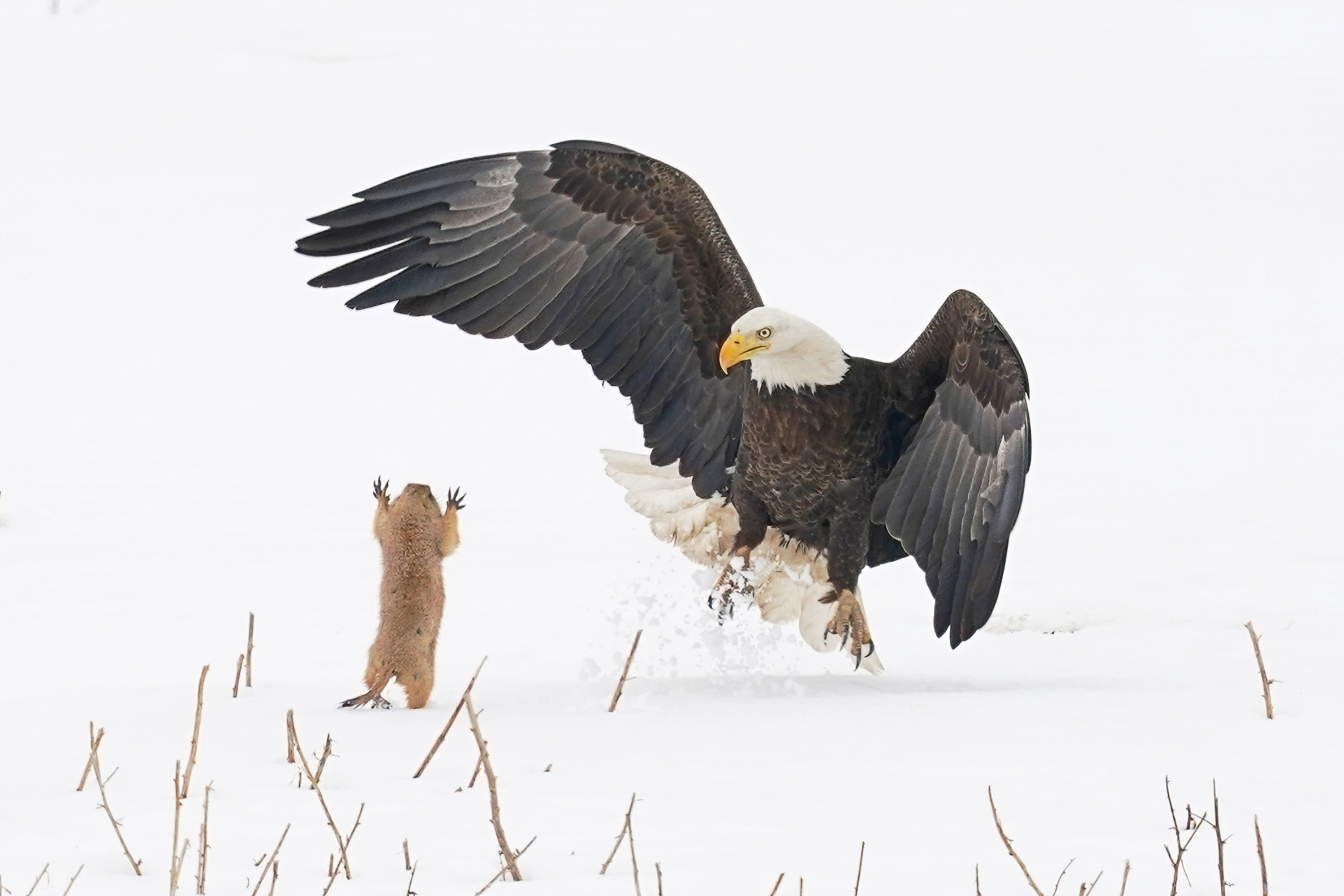 prairie dog and eagle