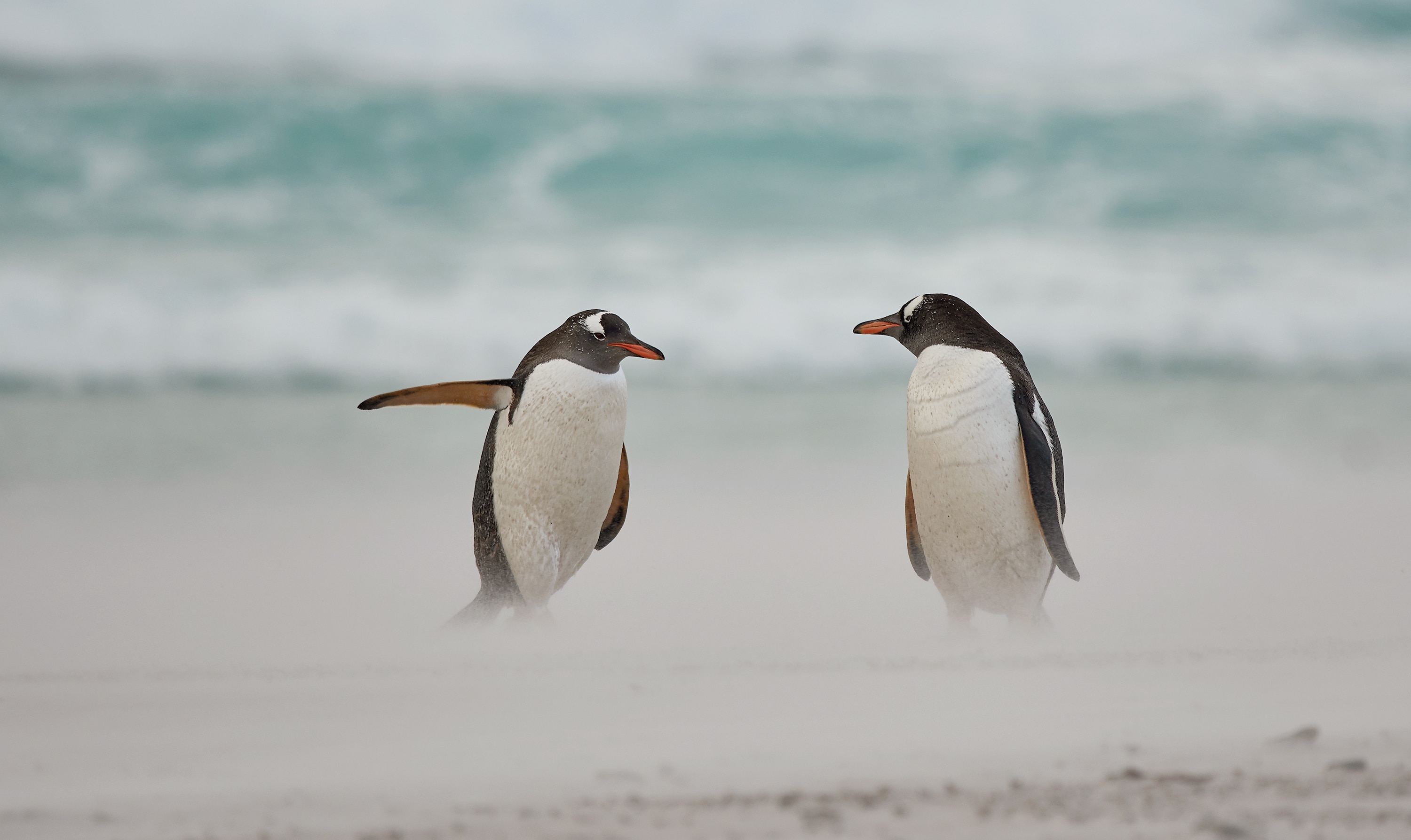 Penguin pointing to another penguin