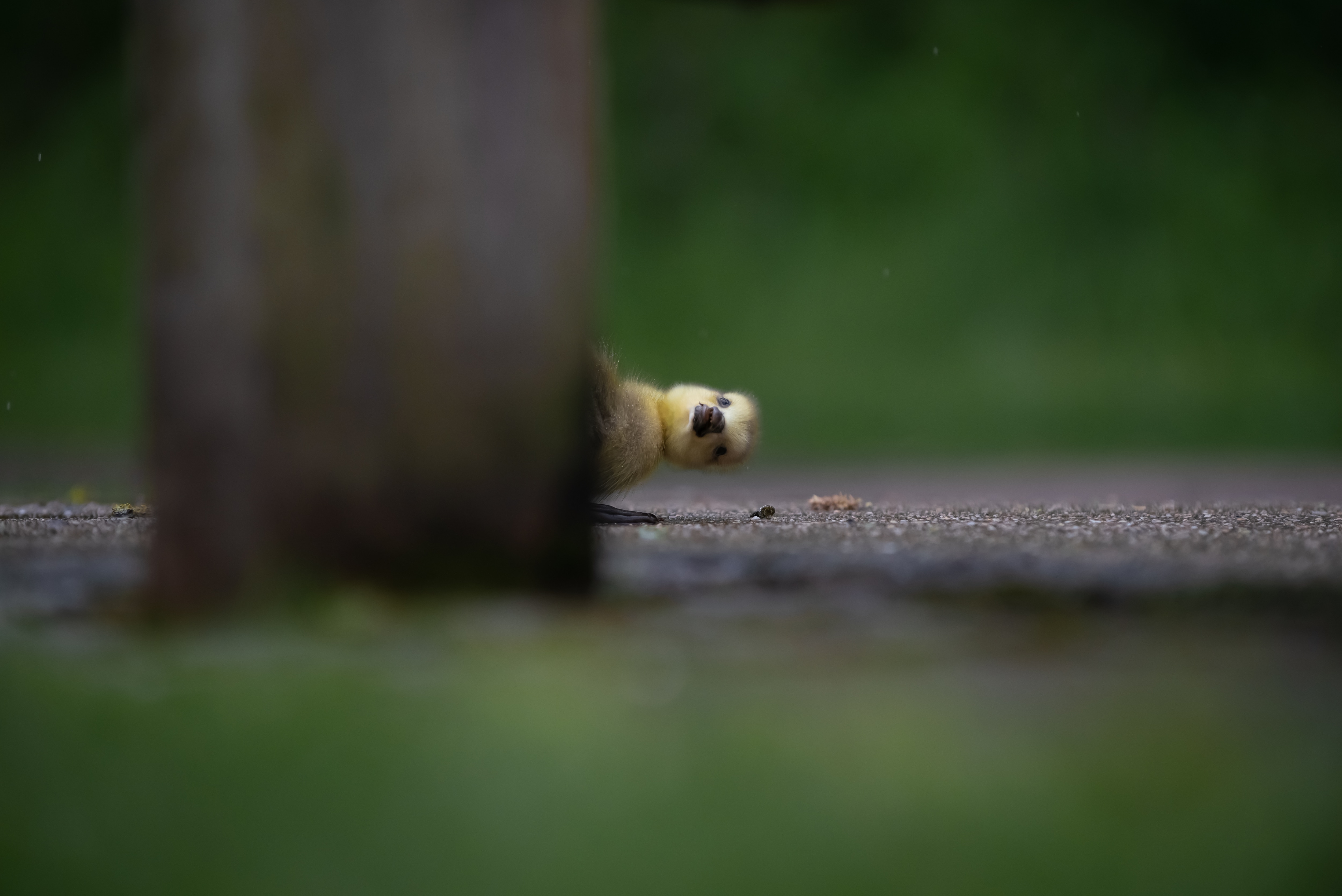 Duckling behind fence