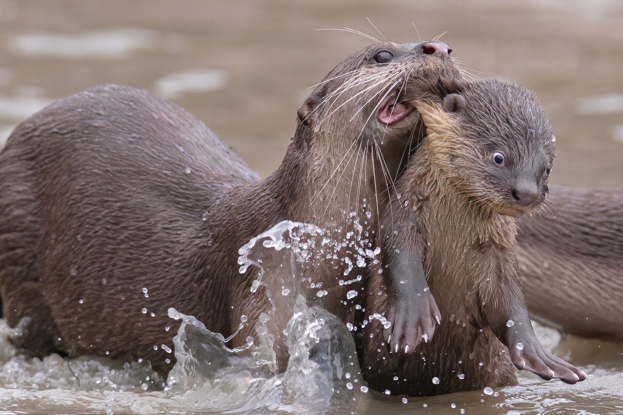 Adult otter carrying surprised cub 