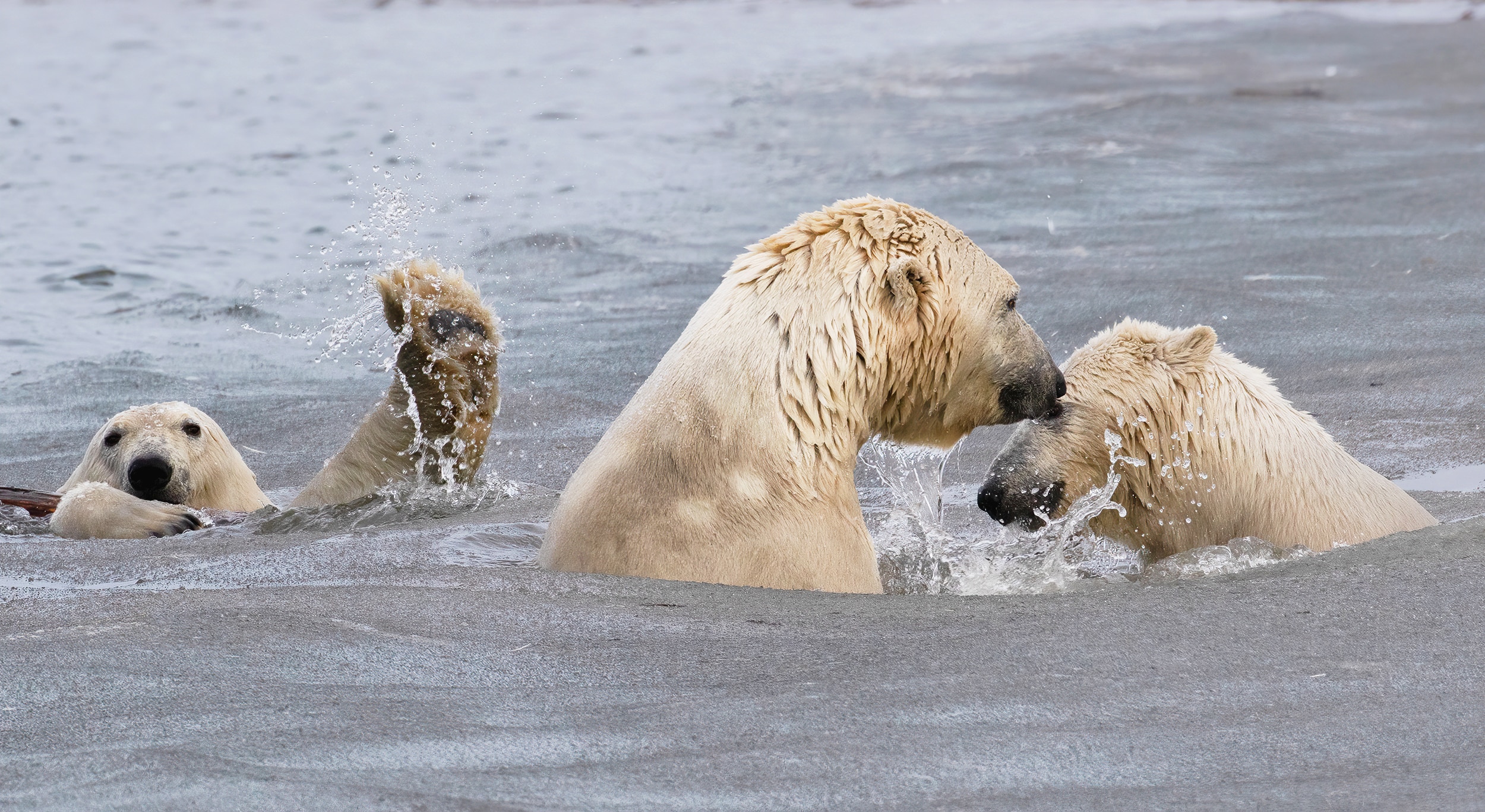 three polar bears swimming