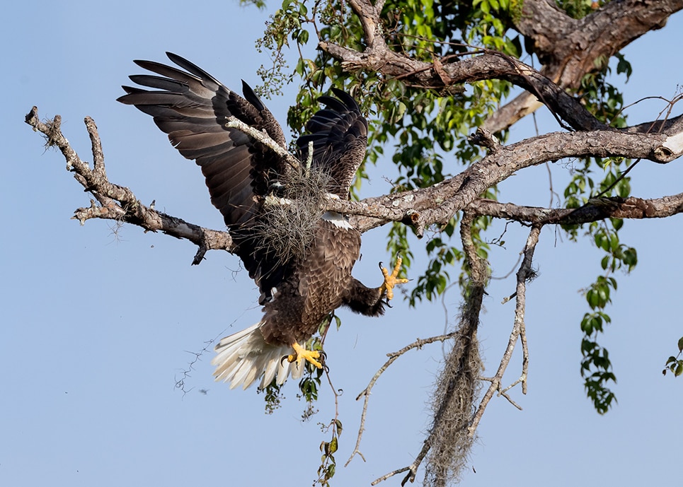 Bird of prey flying into branch