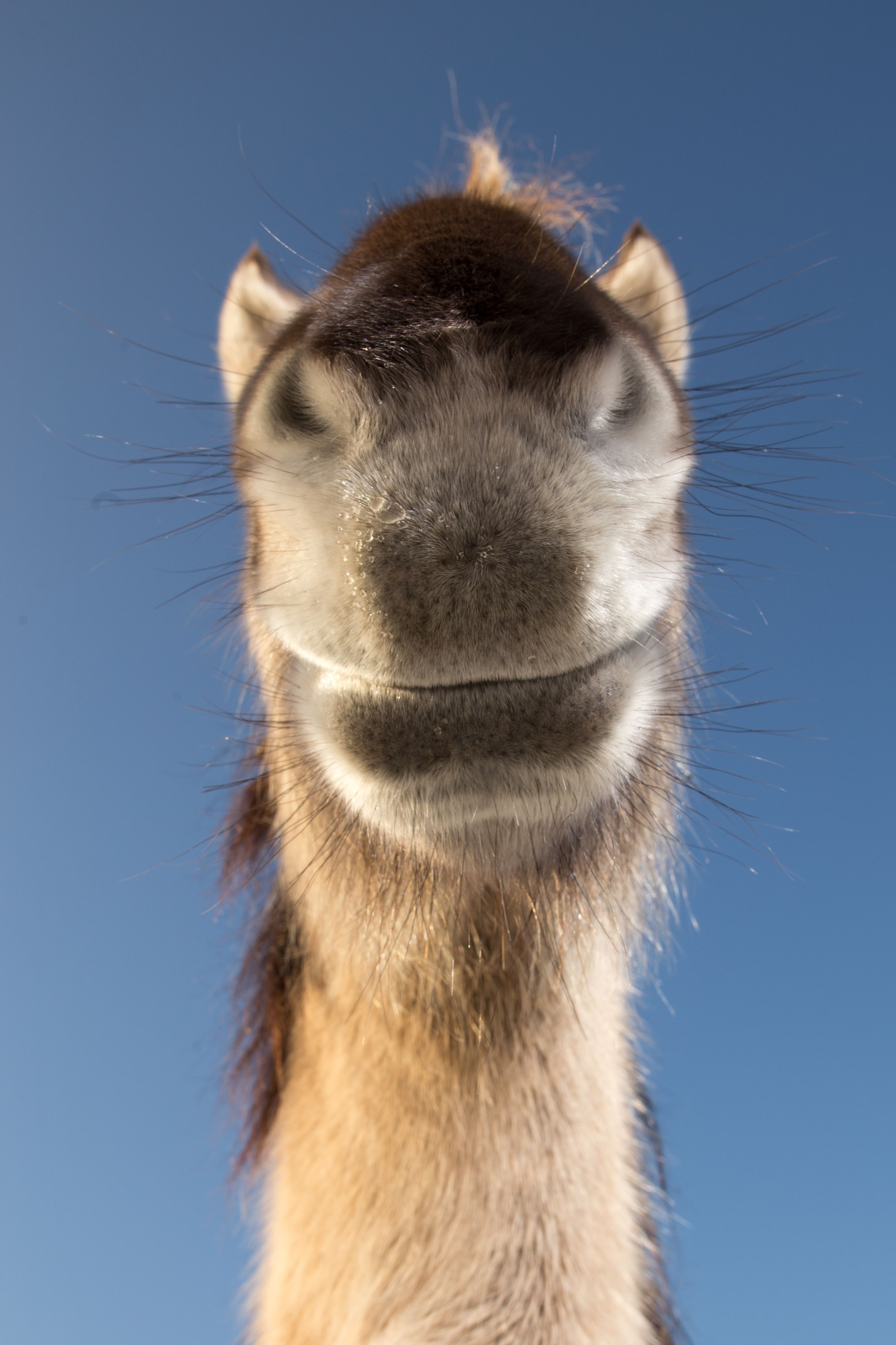 Extreme close up of horse mouth