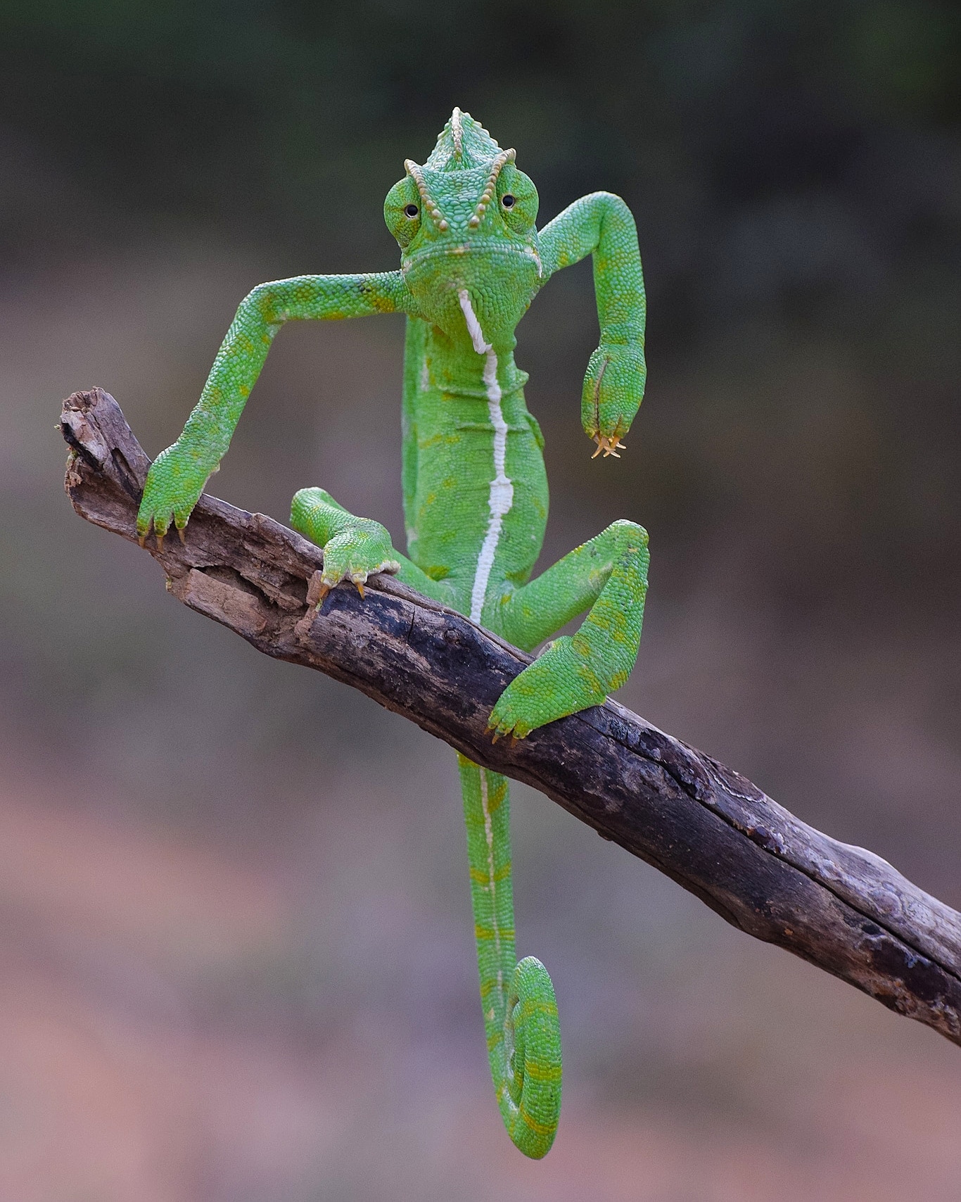 Chameleon with arm raised