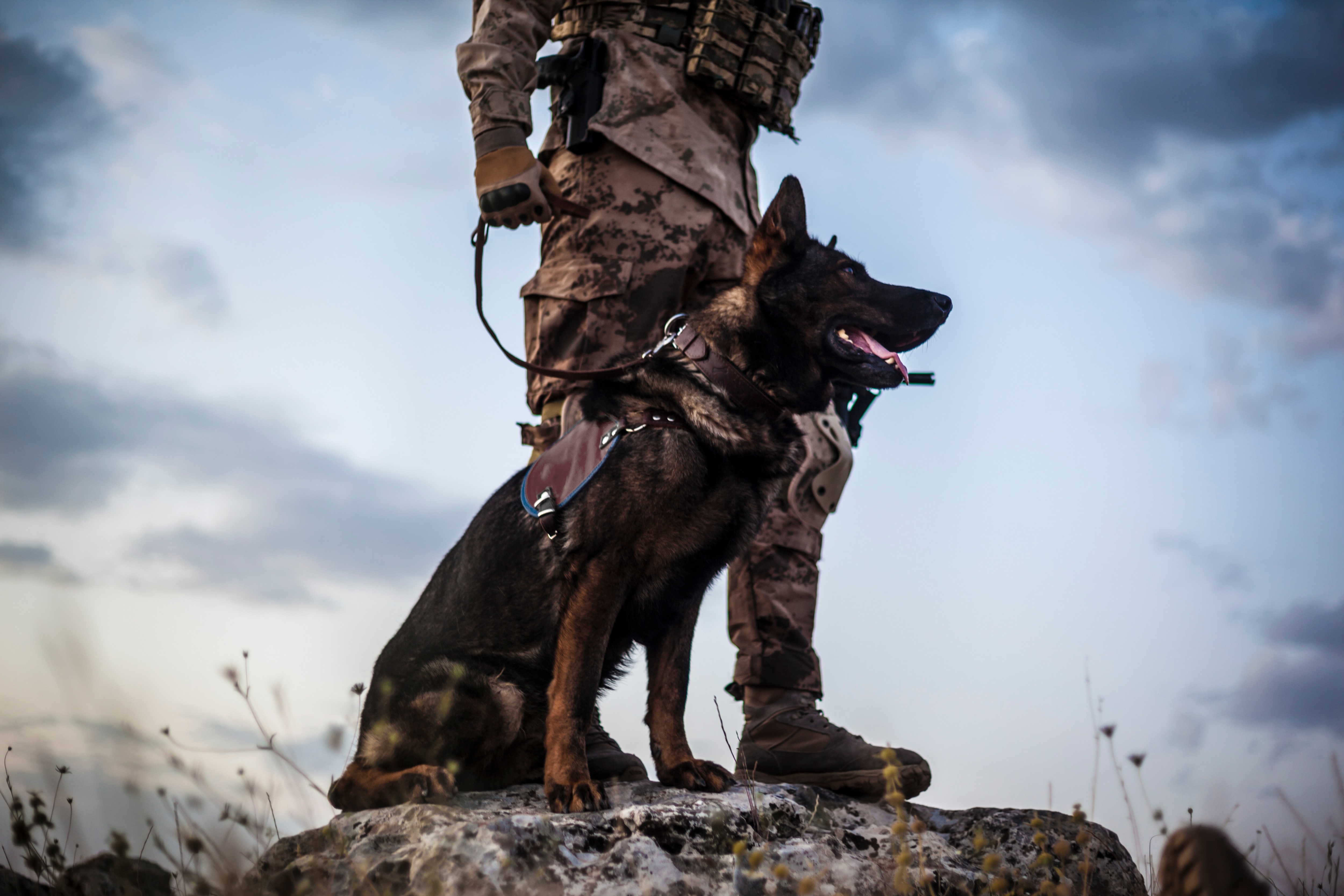 An army dog and a soldier