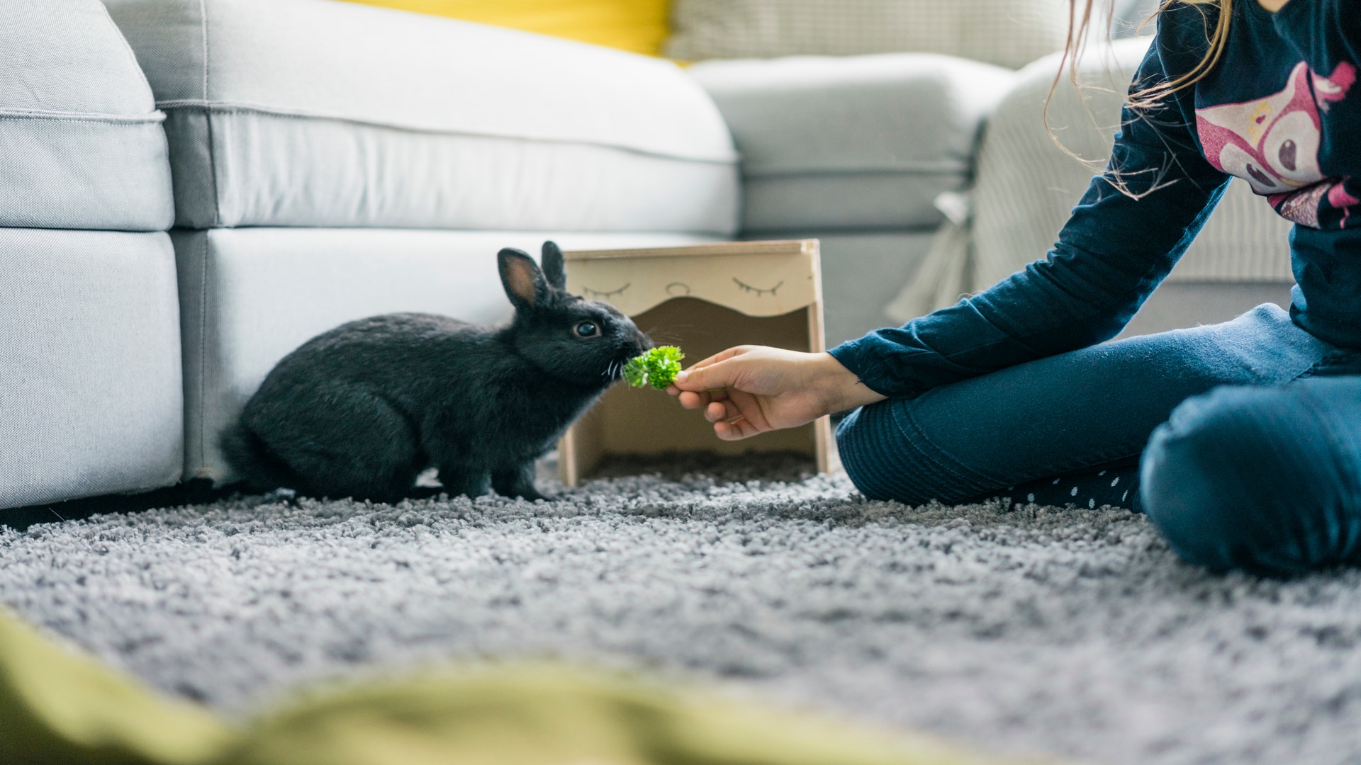 House bunny being fed.