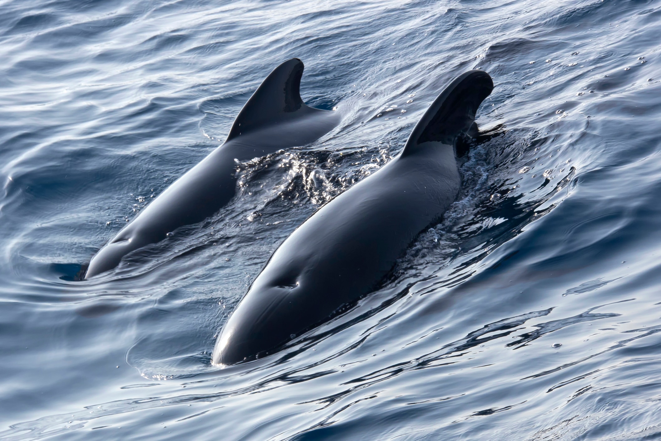 Dolphins swimming in the sea