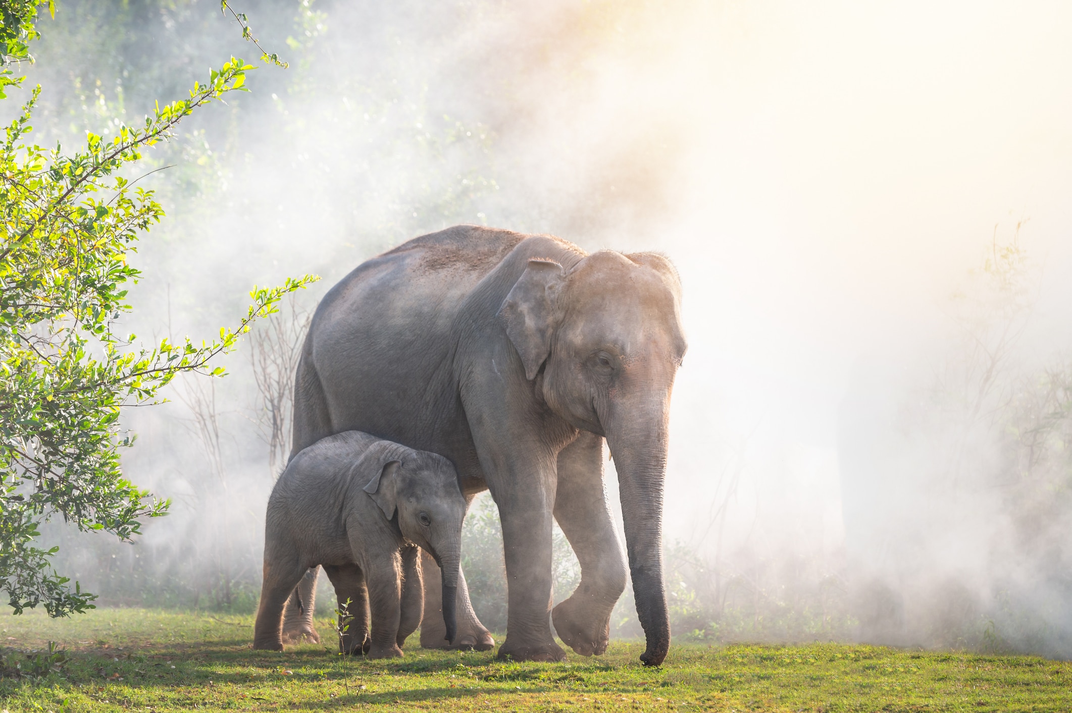 An elephant and an elephant calf walking through fog
