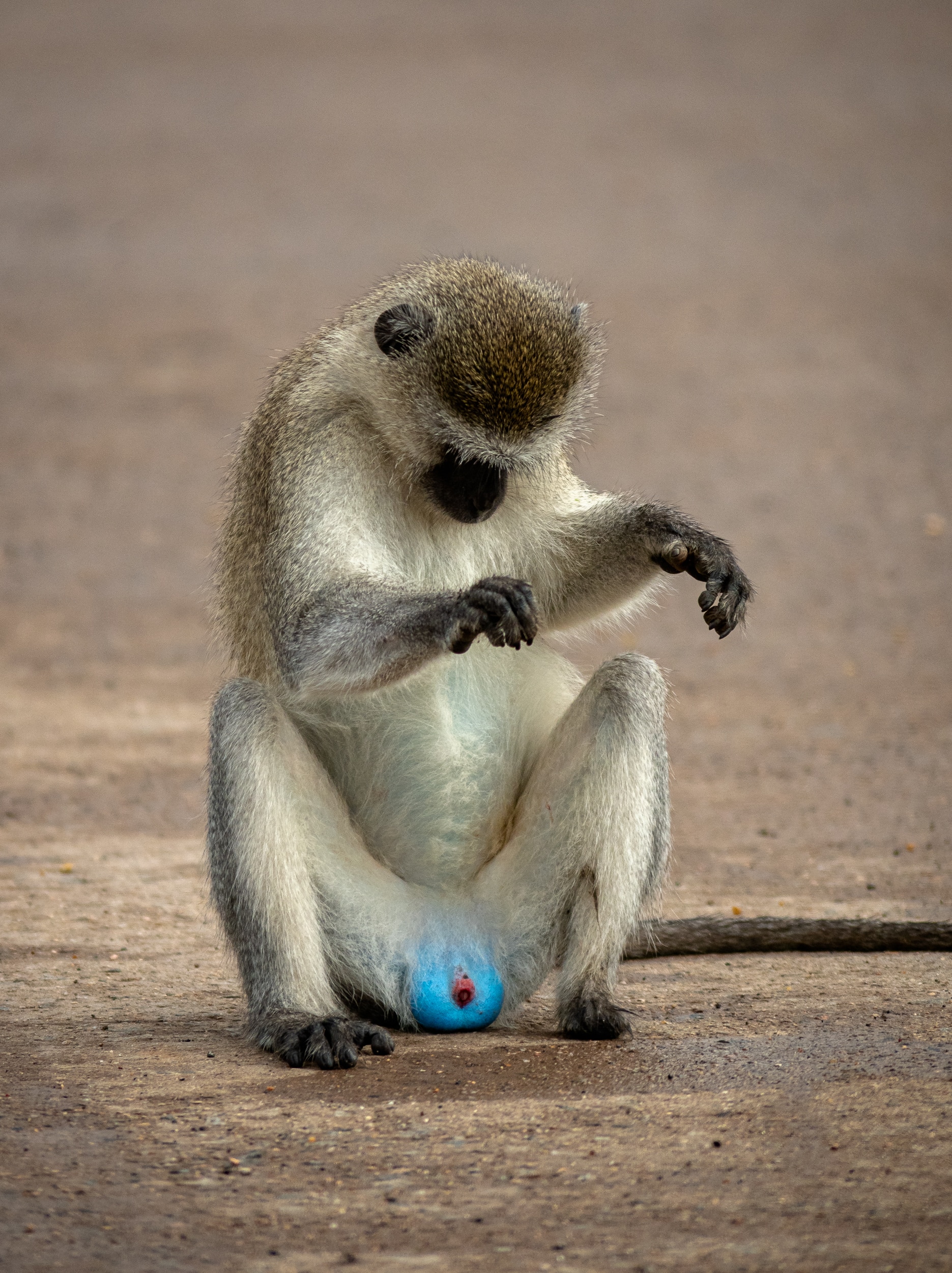 Monkey sitting 