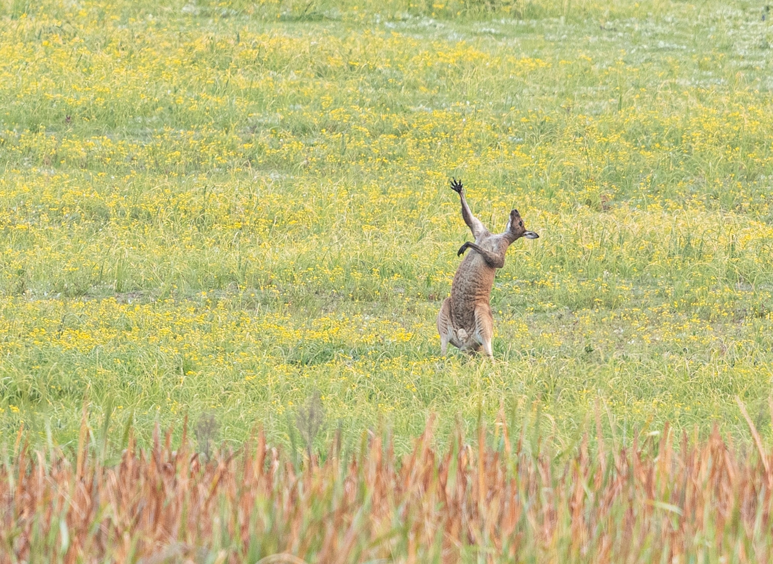 Kangaroo gesturing to the sky