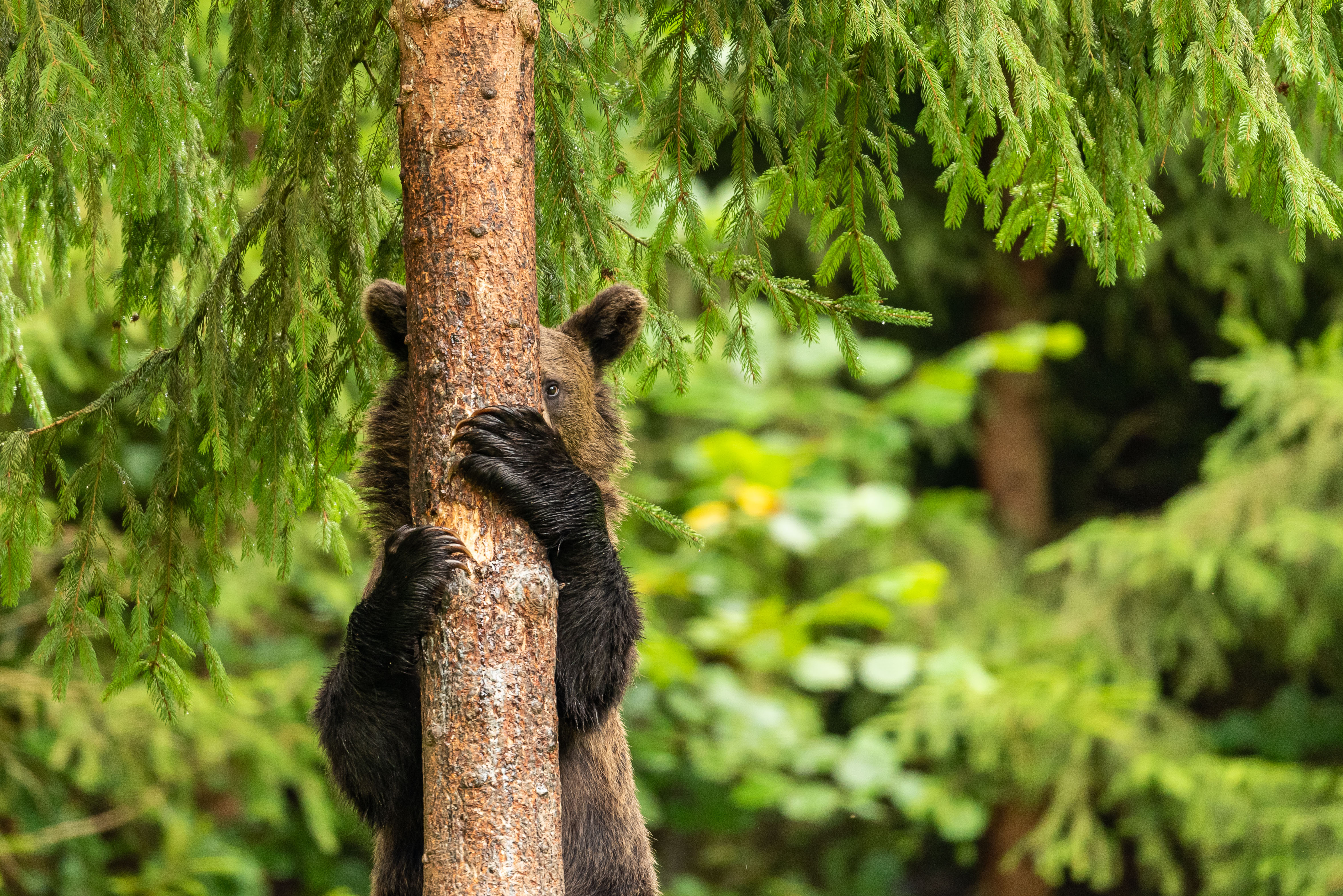 Wildlife photos. Спрятался за деревом. Медведь прячется за деревом. Выглядывает из-за дерева. Медведь спрятался.