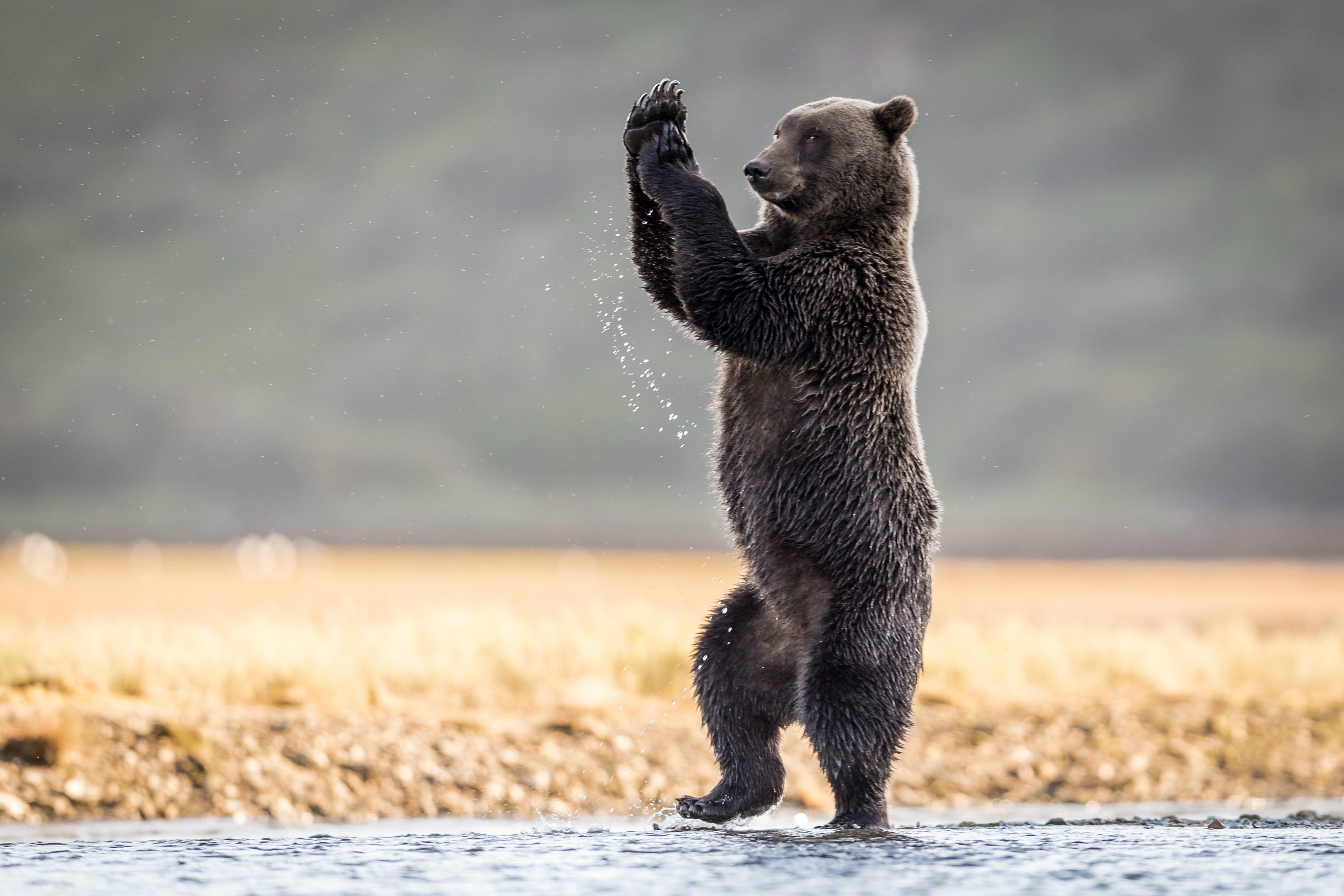 Bear dancing in water