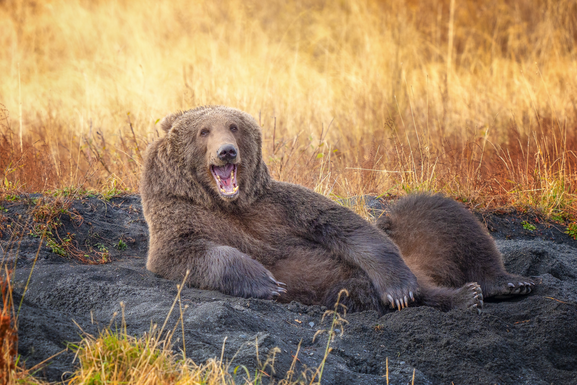 Bear laughing