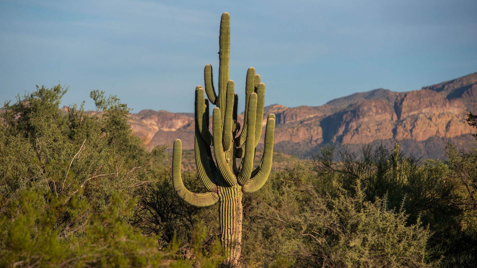 Scenic view of cactus trees on landscape against sky