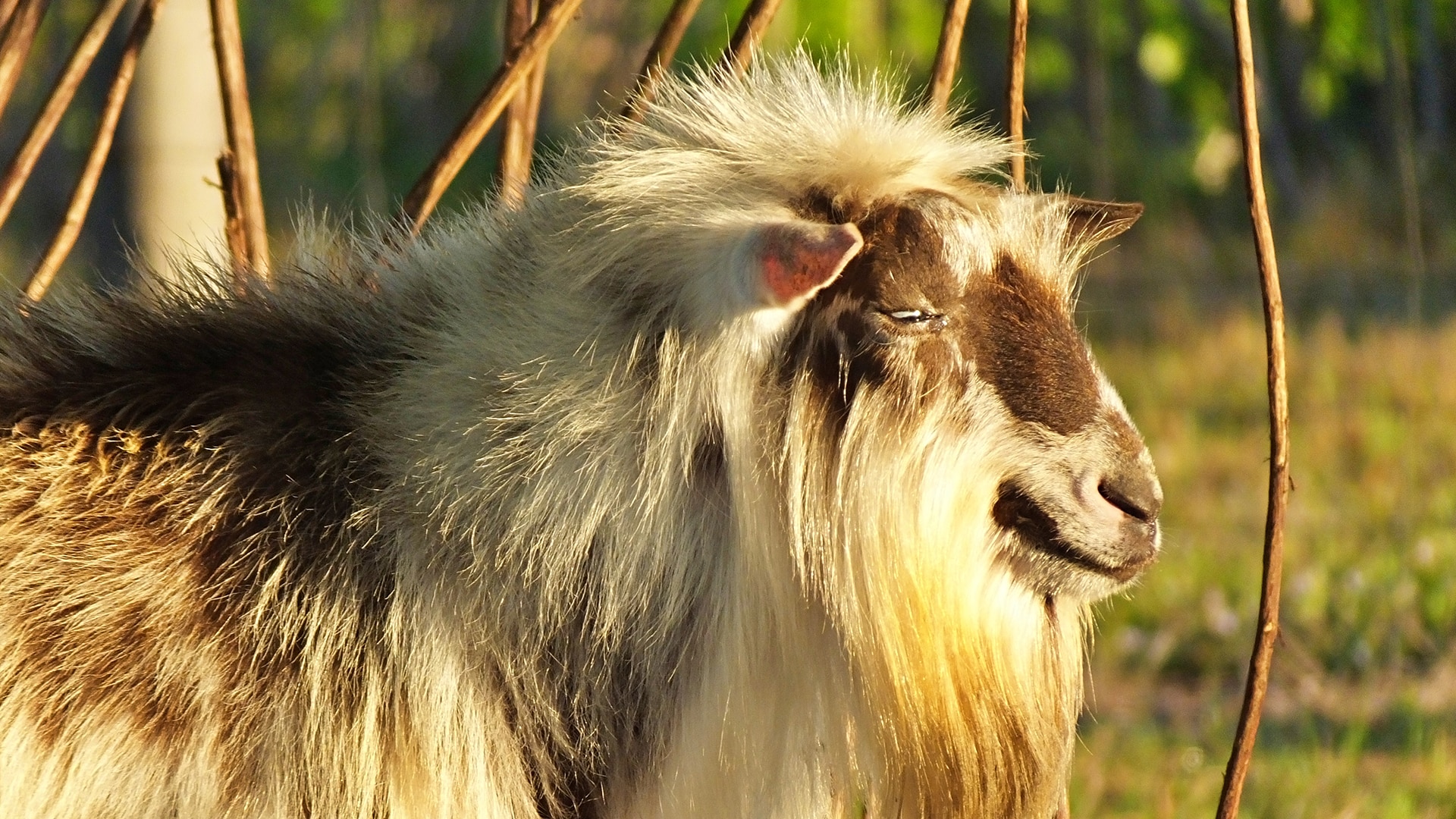 Profile of a Tennessee Fainting Goat in a Florida field