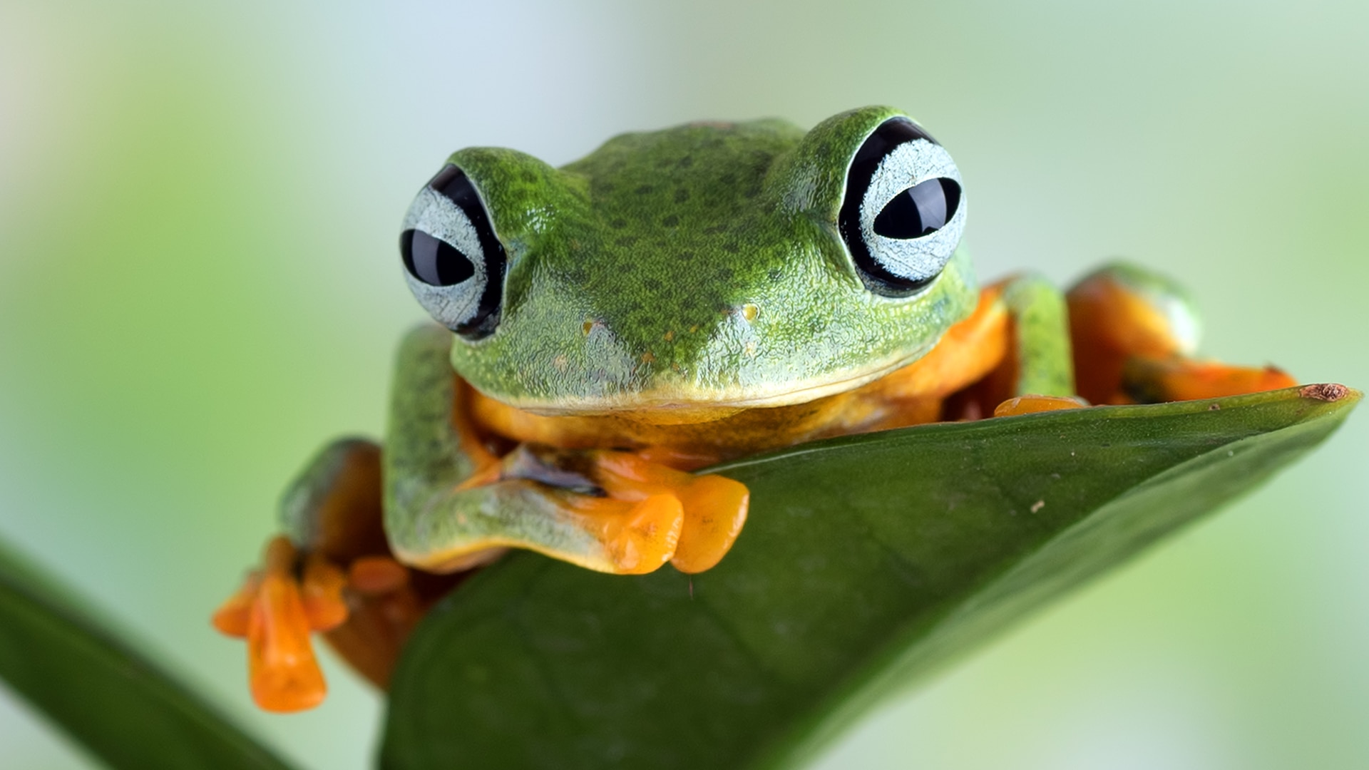 Gliding frog on a leaf 