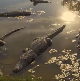 Alligators take over nuclear weapons plant | BBC Earth