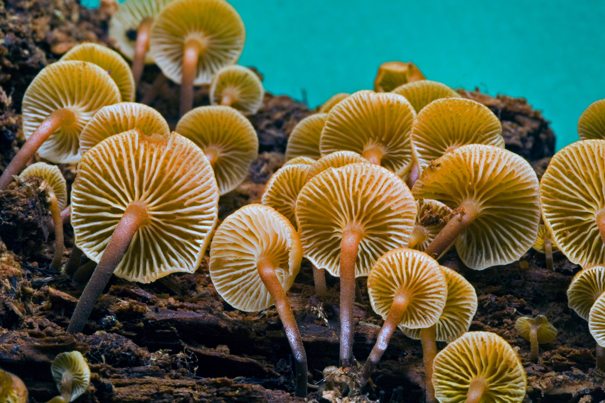 5 examples of fungi