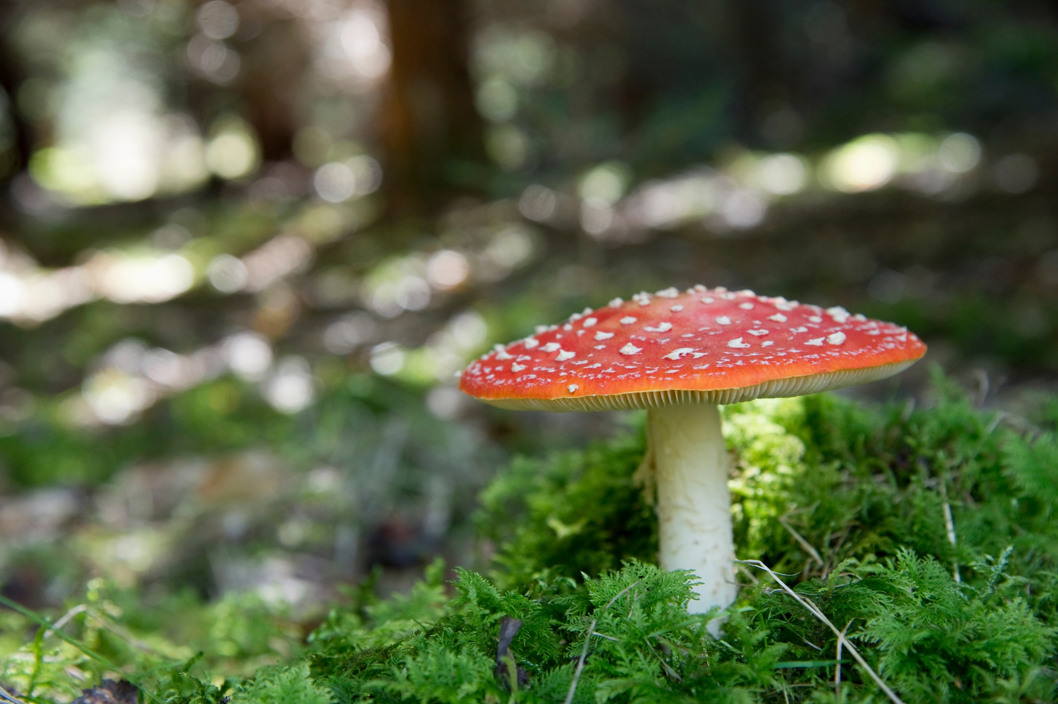 Red and white spotted fungus