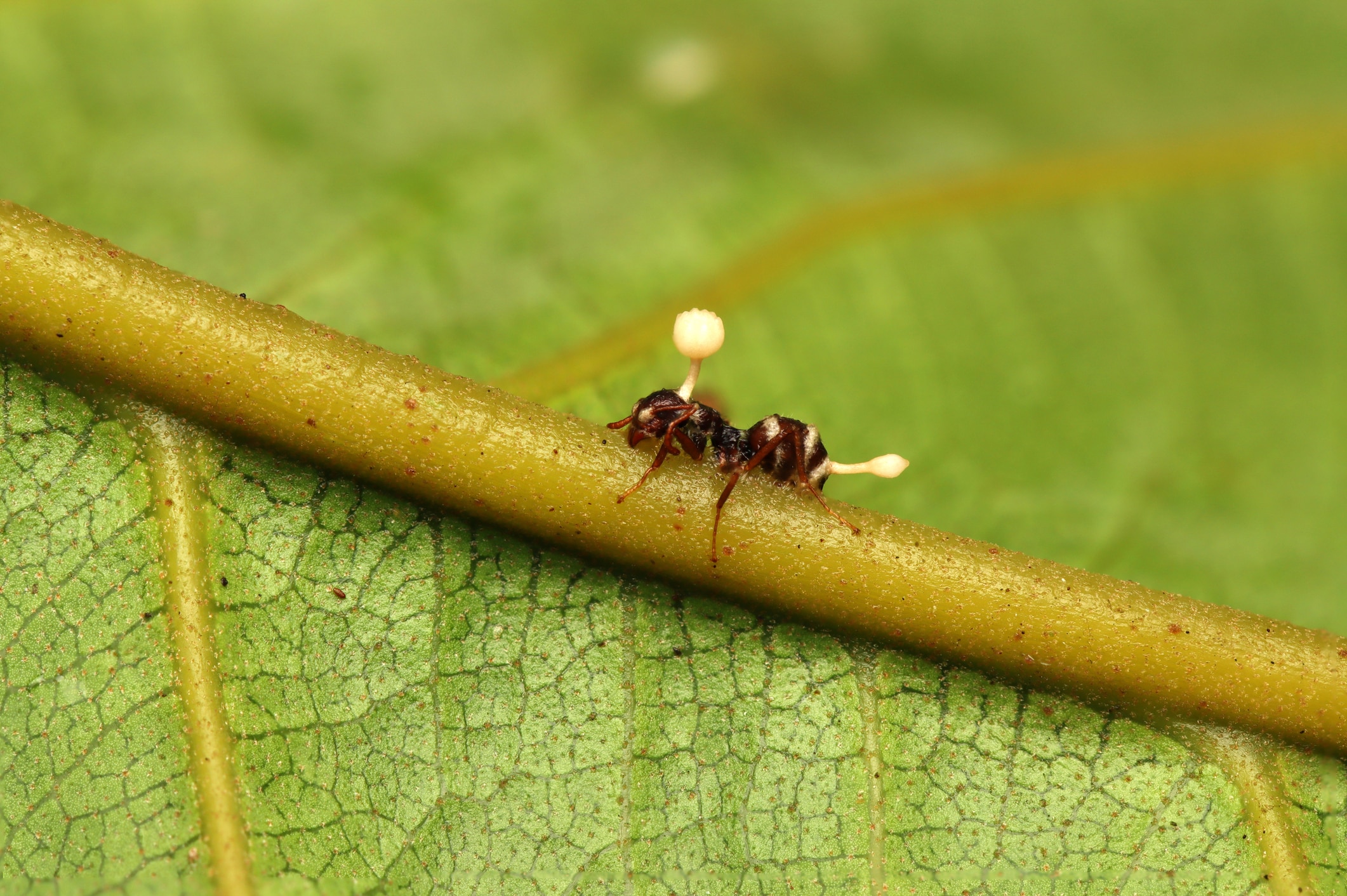 Ant on leaf with fungus growing from body